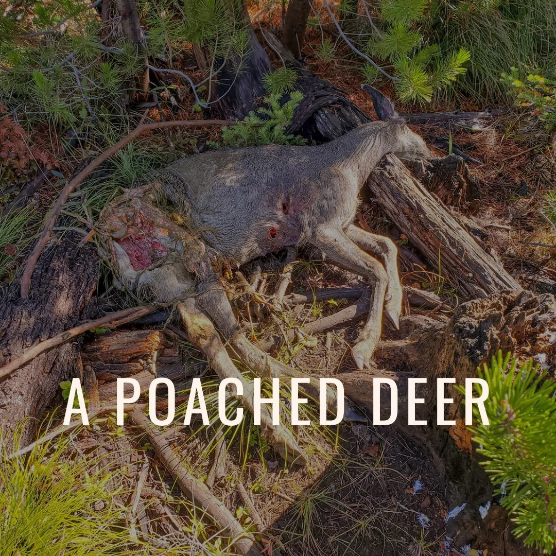 Pictures from one of the stories Shane shares on episode 14 of The Holy Mountain Podcast. 

A poached deer, a black bear within 100 yards roaring at crows, a stalk to get within bow range, and a carcass that looks drastically different than it did be