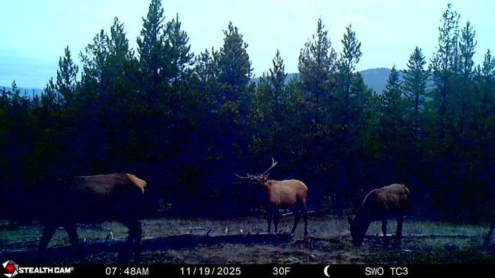 Probably the funkiest bull I&rsquo;ve gotten on camera 😅

It&rsquo;ll be interesting to see if this was permanent damage that caused the antler to grow this way, or if something happened early on in the year that caused the deformity. What do you th