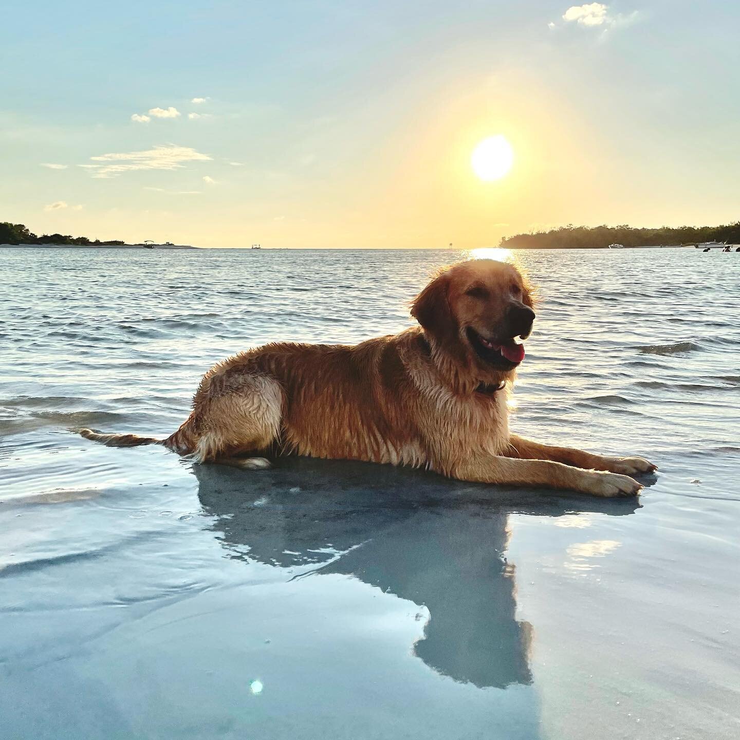 Another classic one of the golden boy soaking up the Florida sun&hellip; 
&hellip;right before he saw dolphins&hellip;

#golden #goldenretriever #dogsofinstagram #doggo #strymon #retriever #puppy #auggie