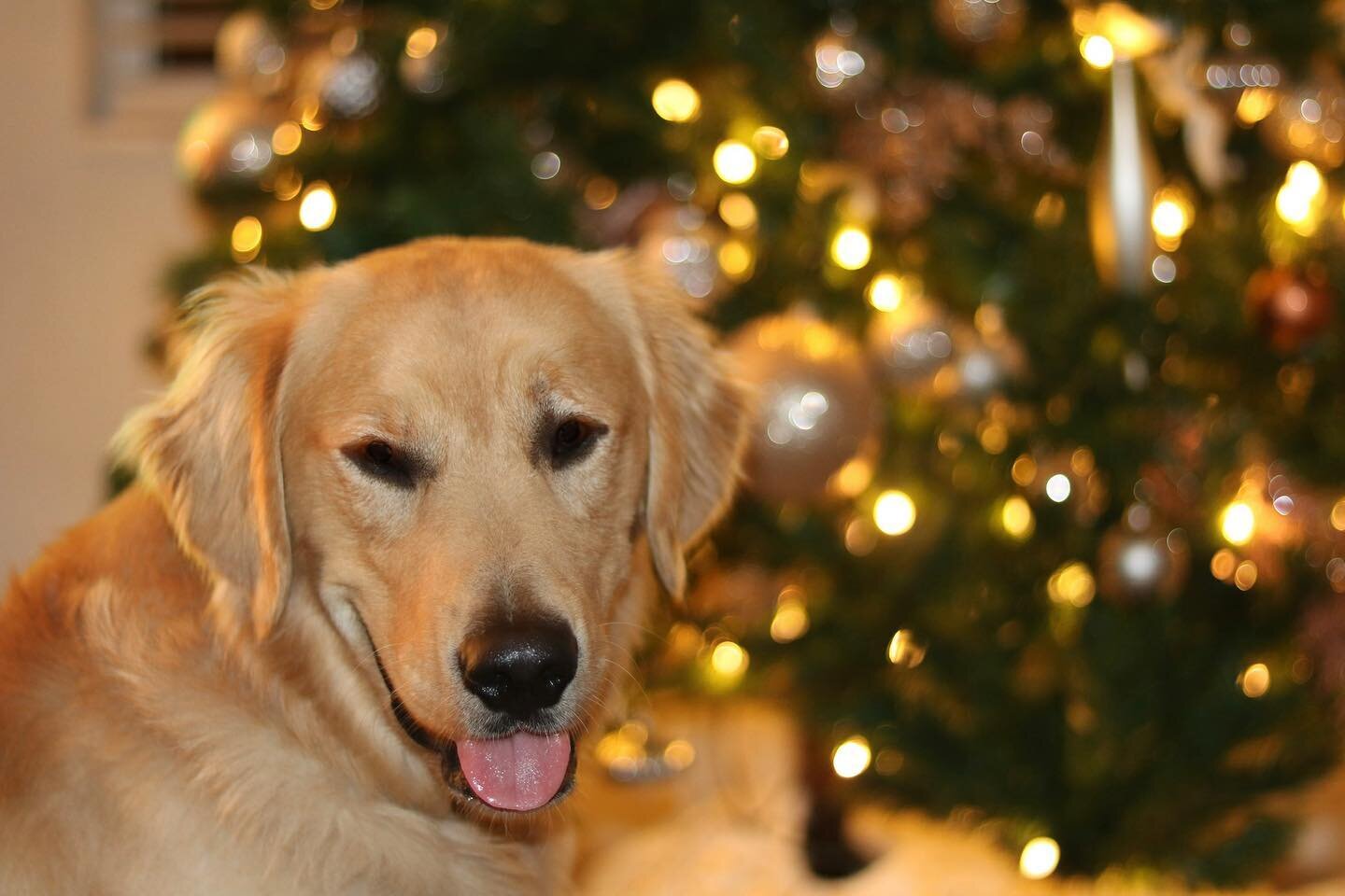 Some boys just love Christmas&hellip; thanks to the persuasion of some Faith managed to get the tree up before December started 😂