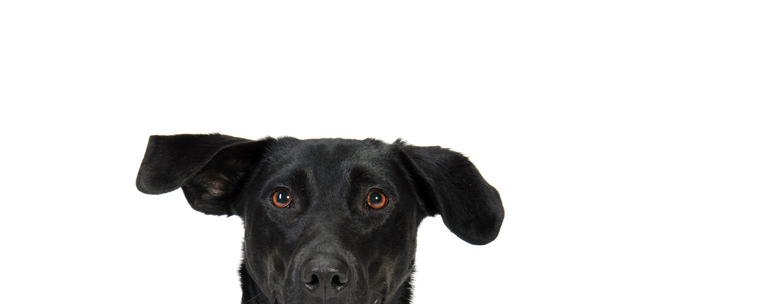 Fotostudio Becker Homepage