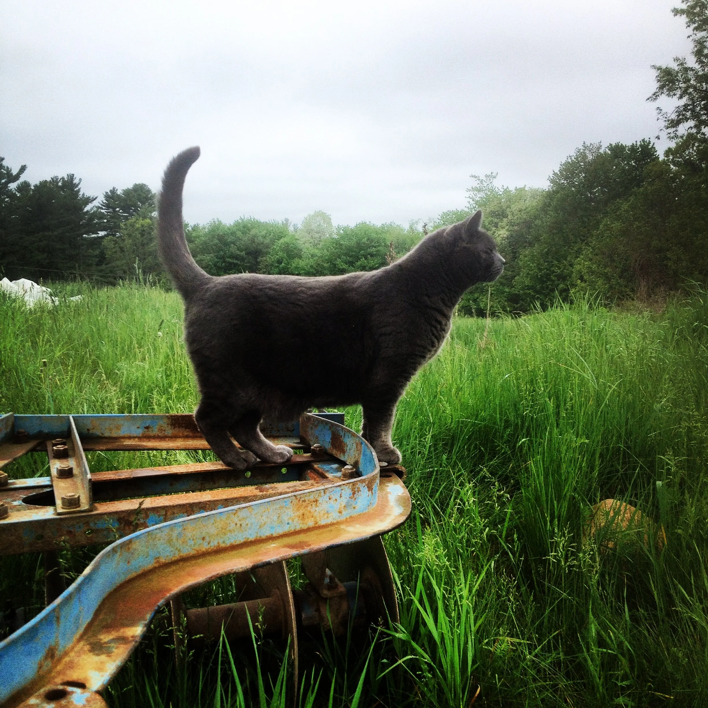 Community Supported Agriculture