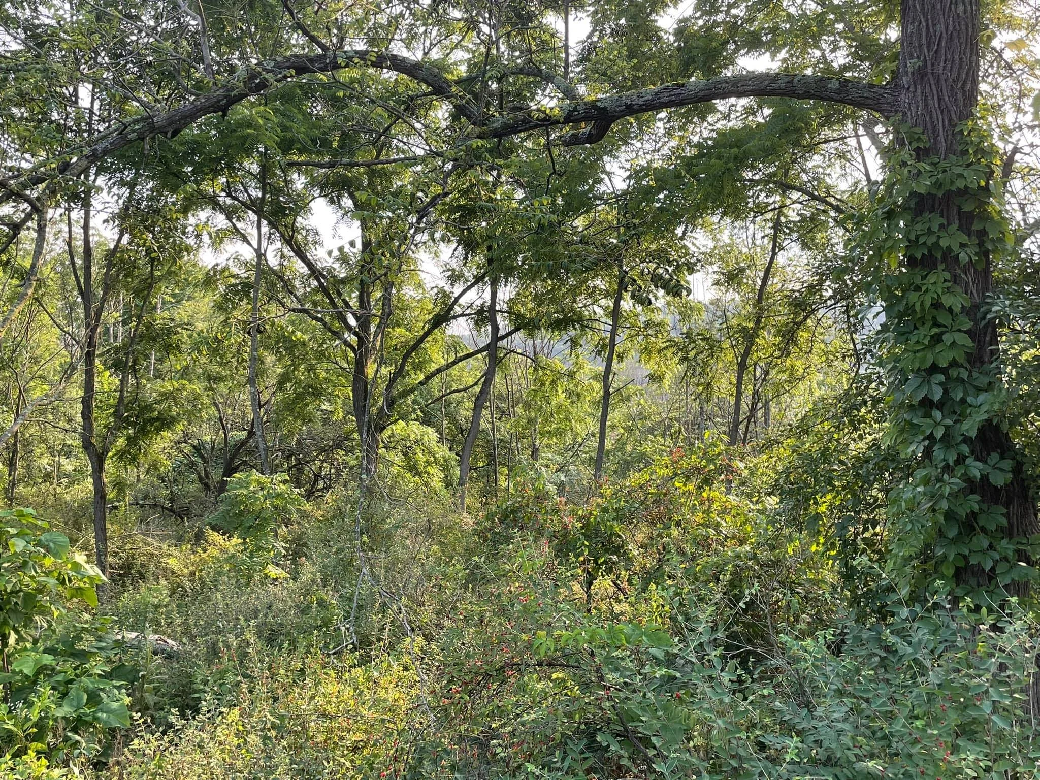 A view from a Soaring Gardens morning walk.