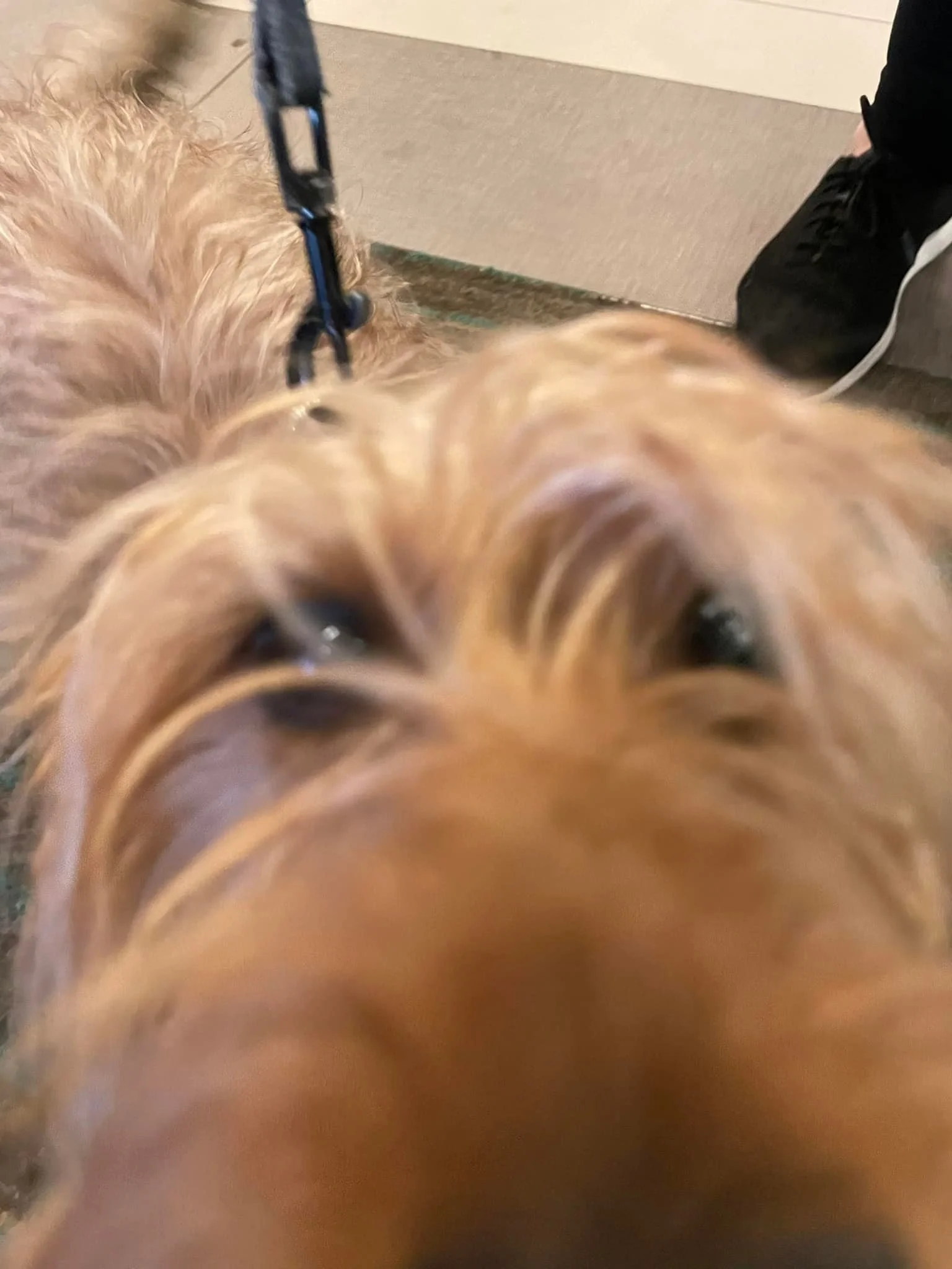 The opera's cool, but I love his little snoot more.