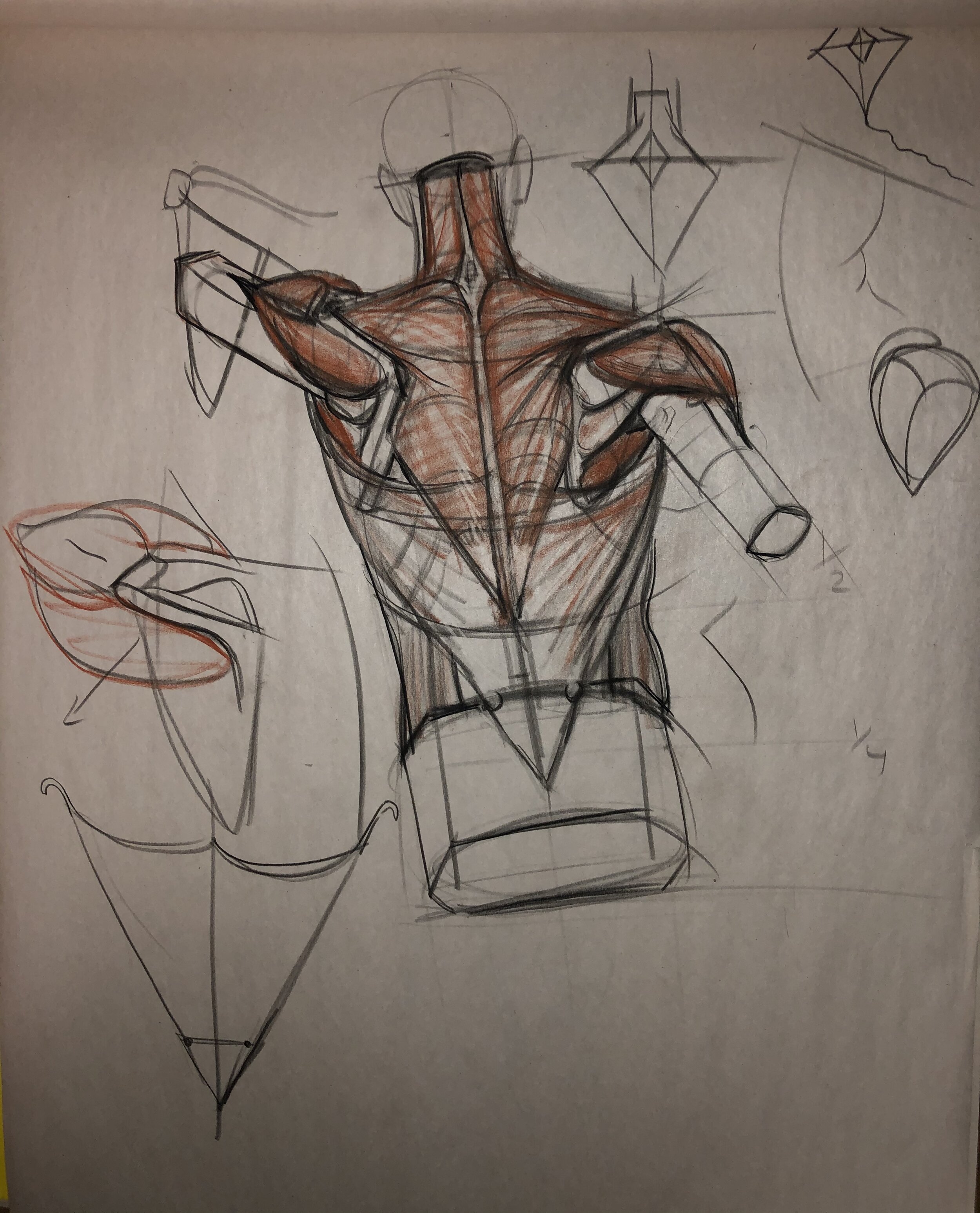 Anatomy Drawing -Online Class