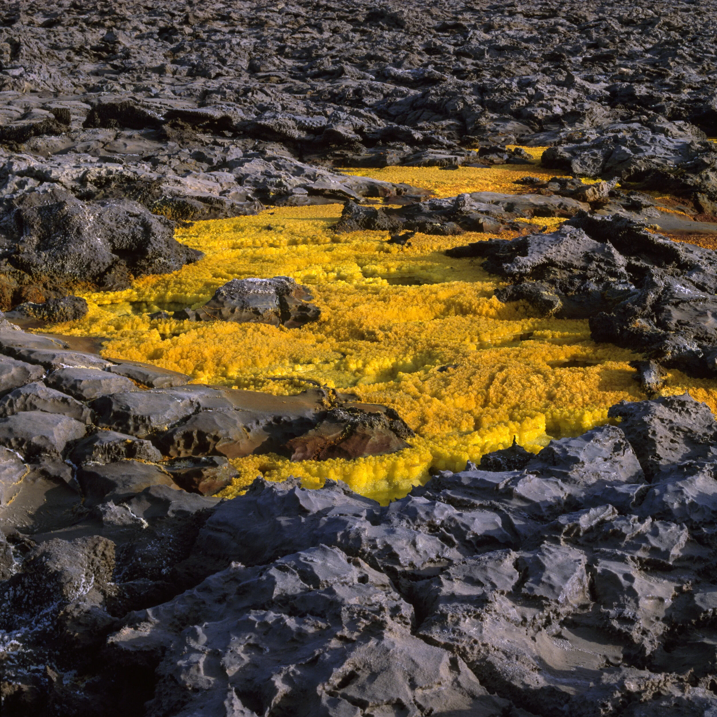 Afar IV, pool of vivid yellow and orange mineral crystals surrounded by cracked dark grey rock, close view of hot spring surface, Danakil Depression, Ethiopia