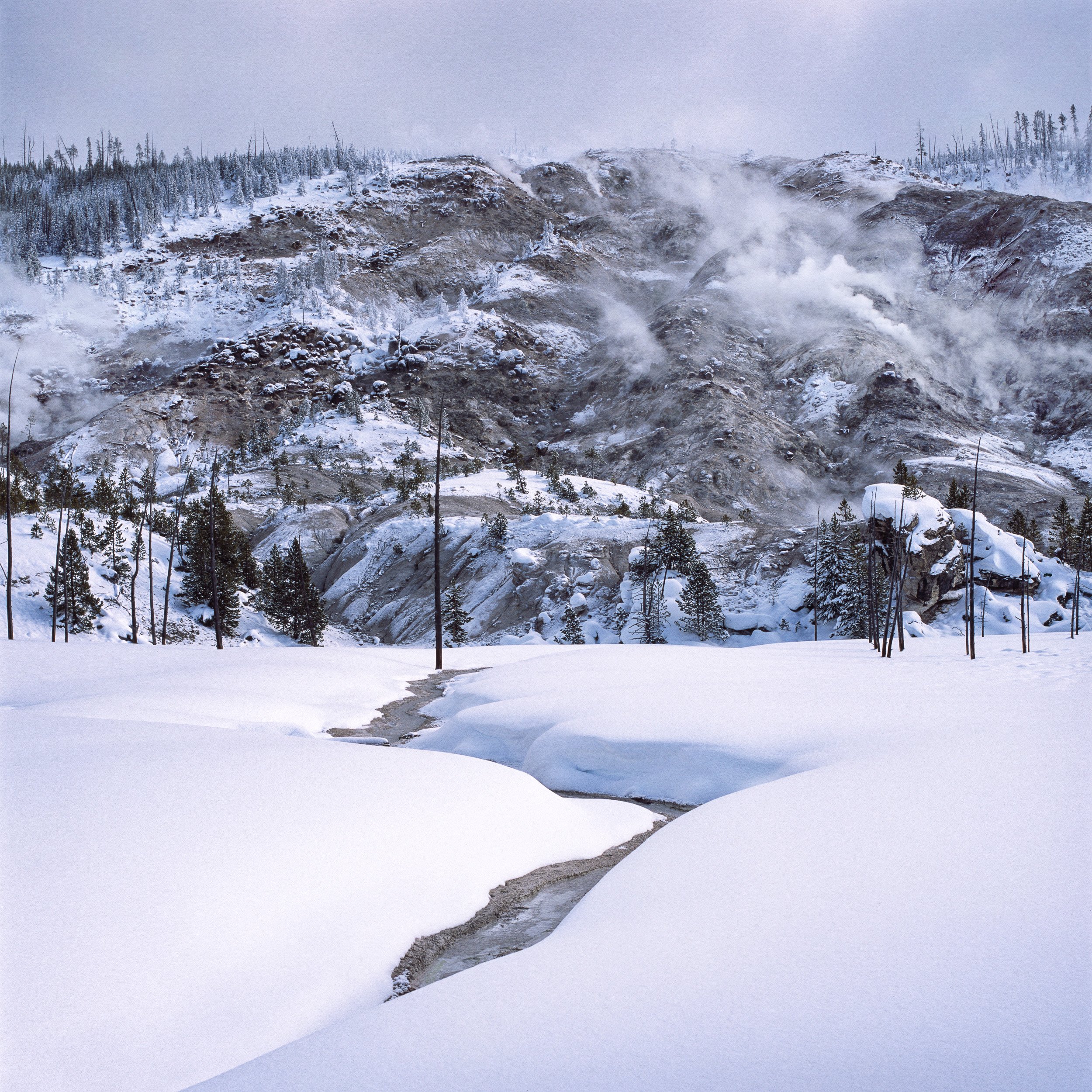 Convergence, warm stream winding through deep snow toward steaming hillside with frosted pine trees, geothermal vents in distance, Yellowstone National Park in winter