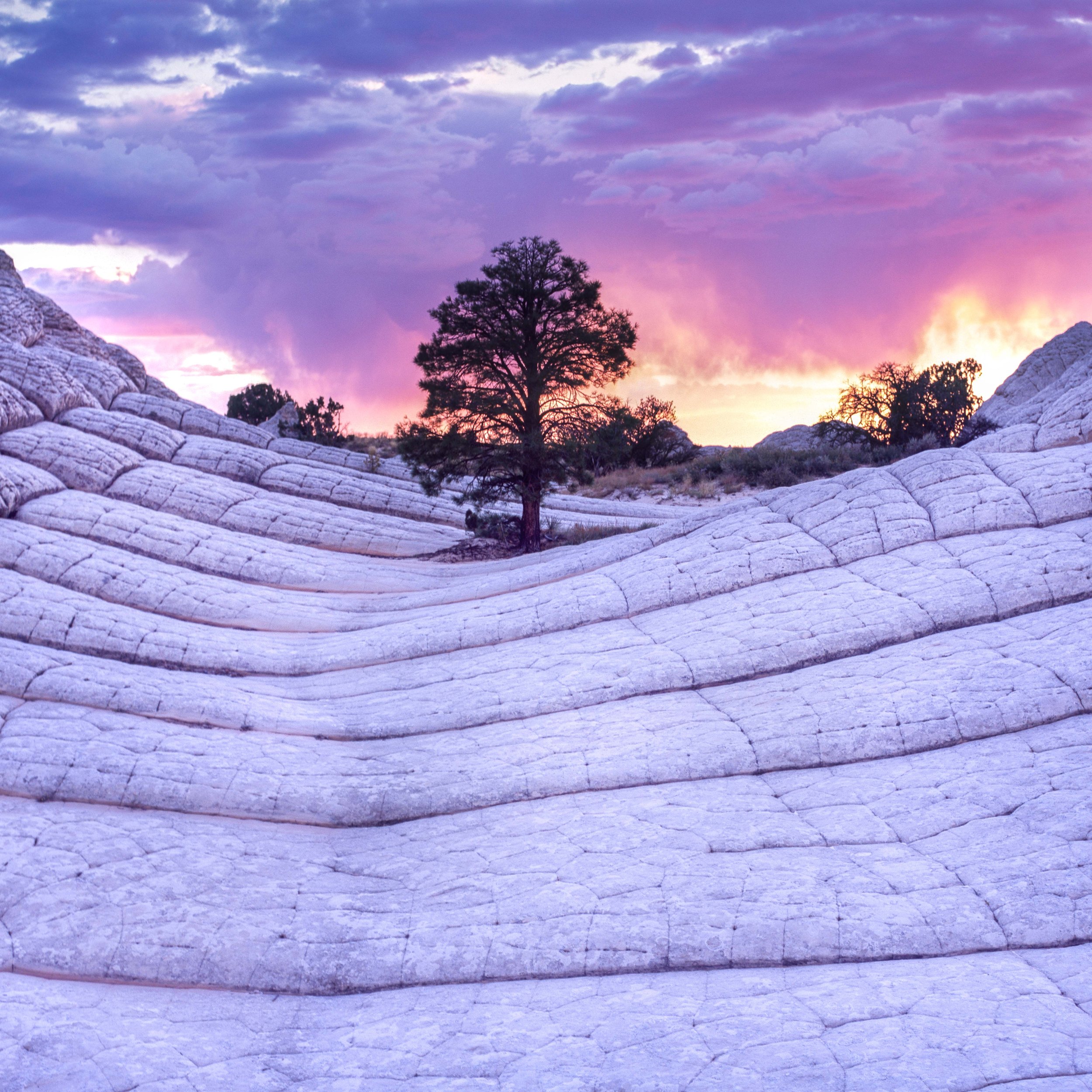 Strata XVII, lone pine tree between rolling waves of white cross bedded sandstone, storm clouds glowing purple and pink at sunset, American Southwest desert