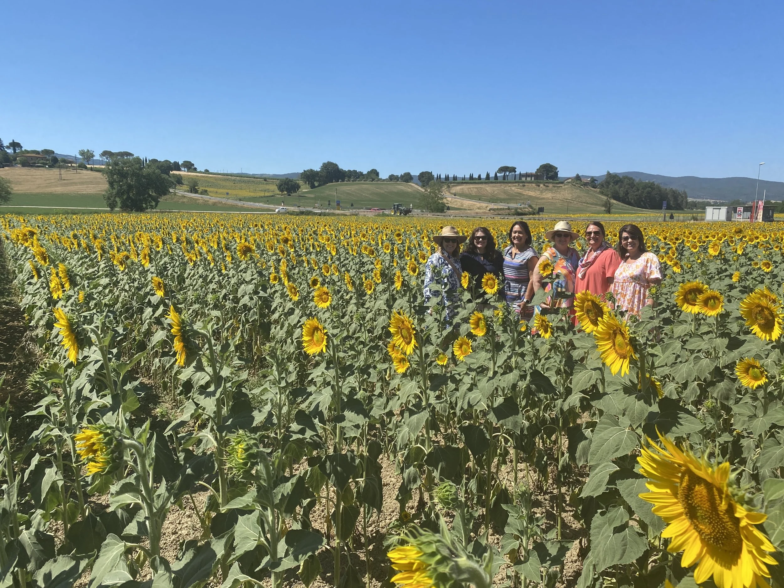 Tuscany sunflower field