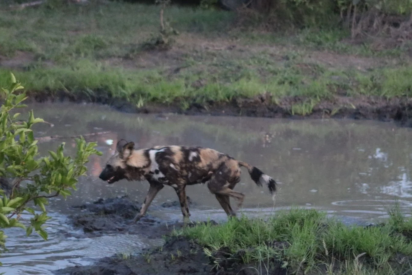Ngala+wild+dogs.png