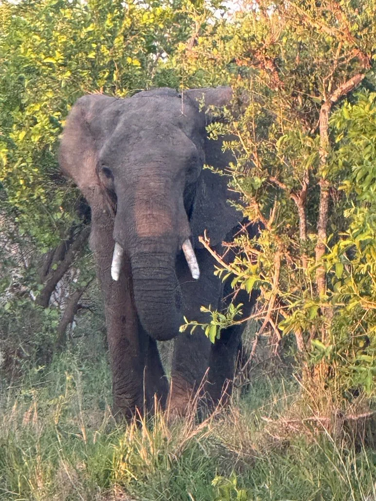 Ngala elephant.JPG