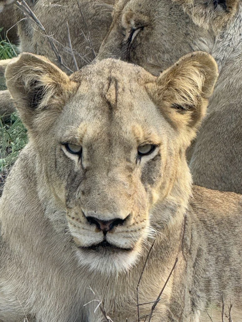 Ngala lioness.jpeg