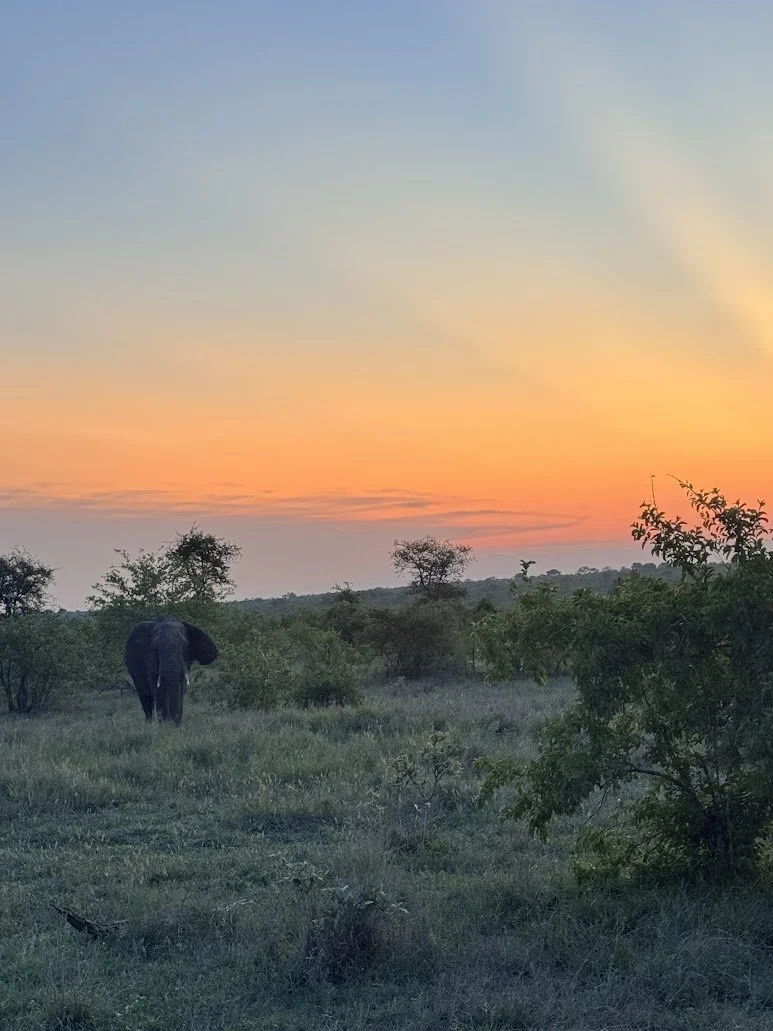 Ngala elephant sunset.JPG