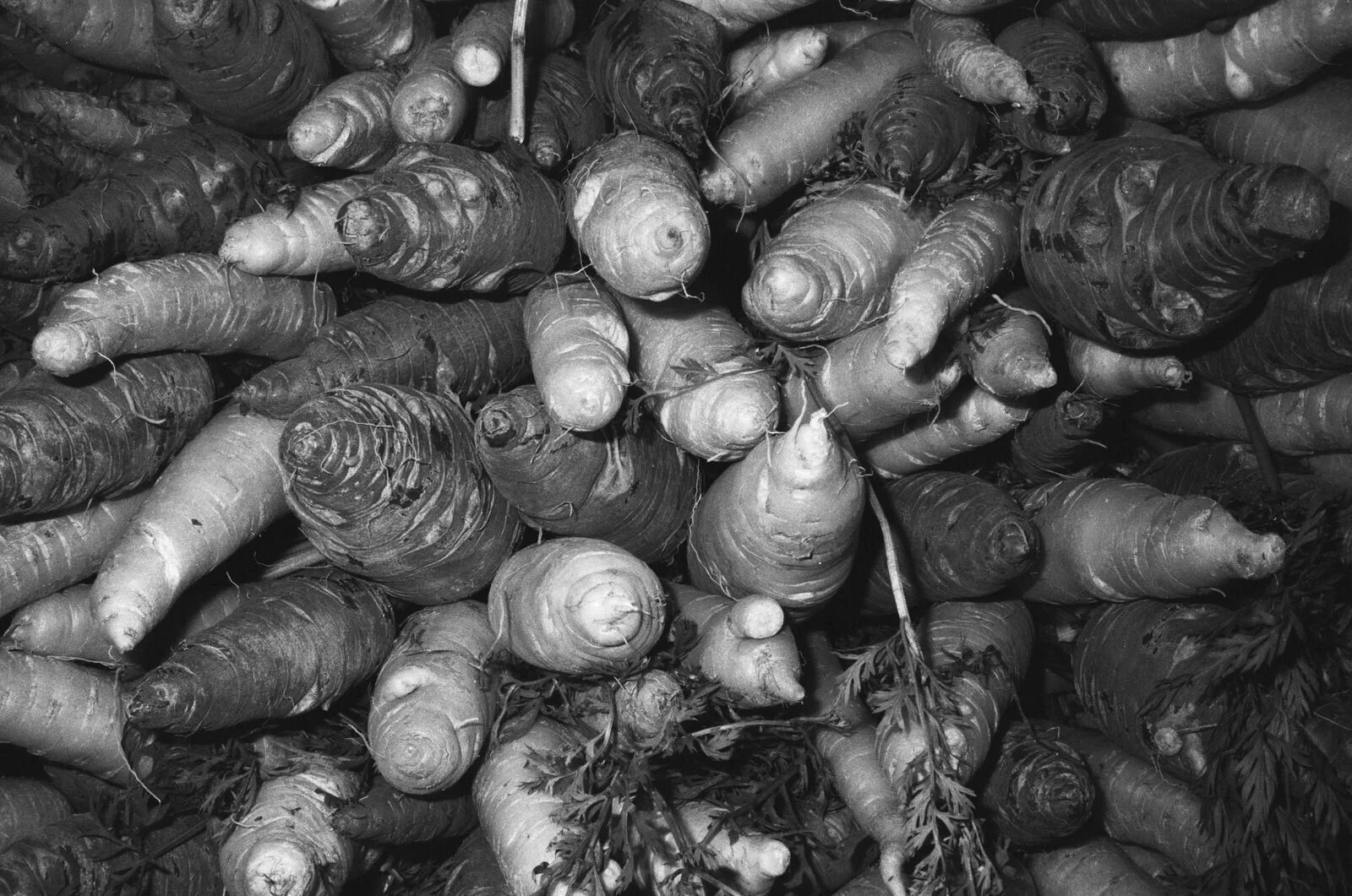 FrancesGrinnan-bw-film-photograph-20.JPG