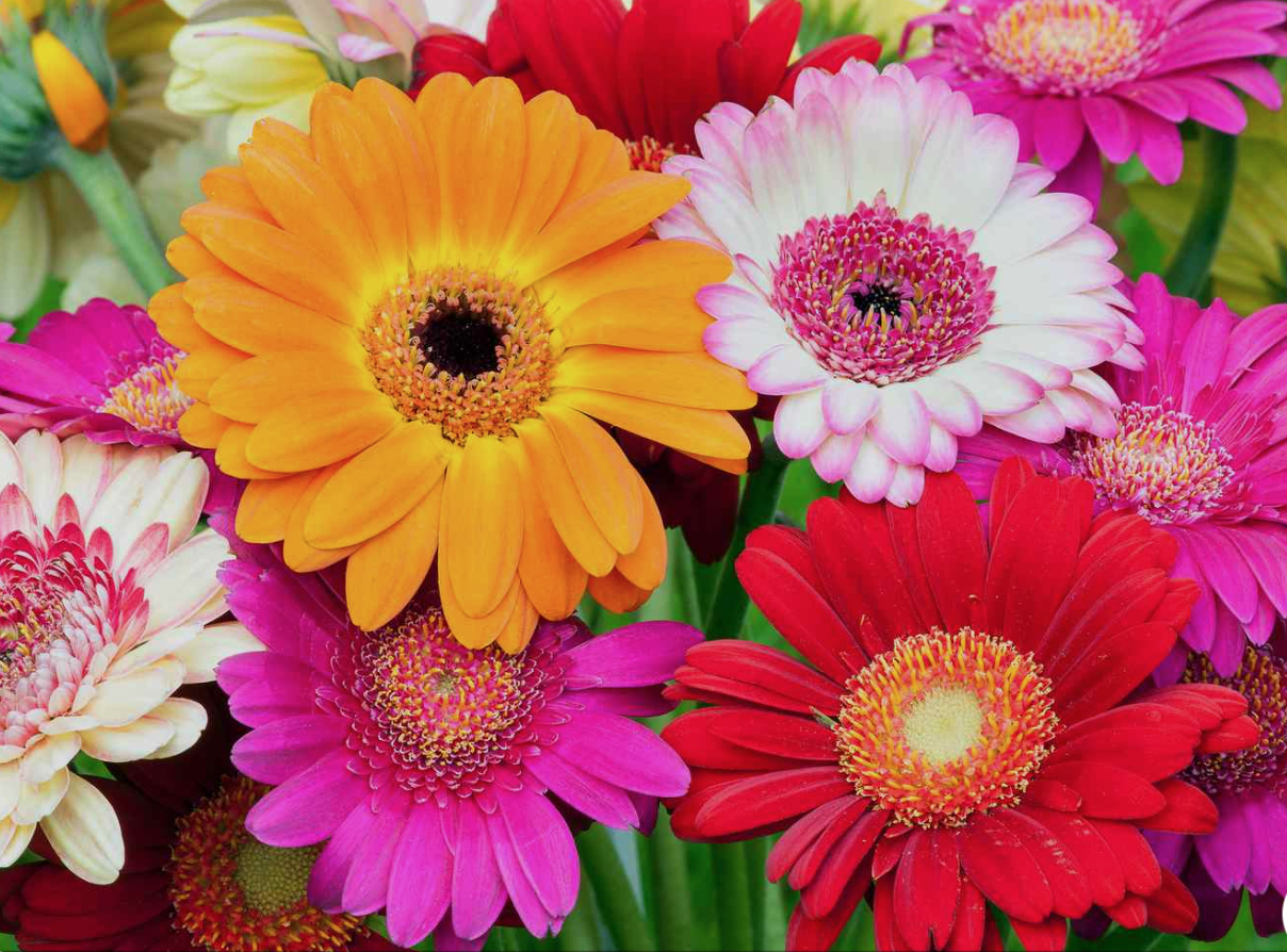 Add Gerbera Daisies