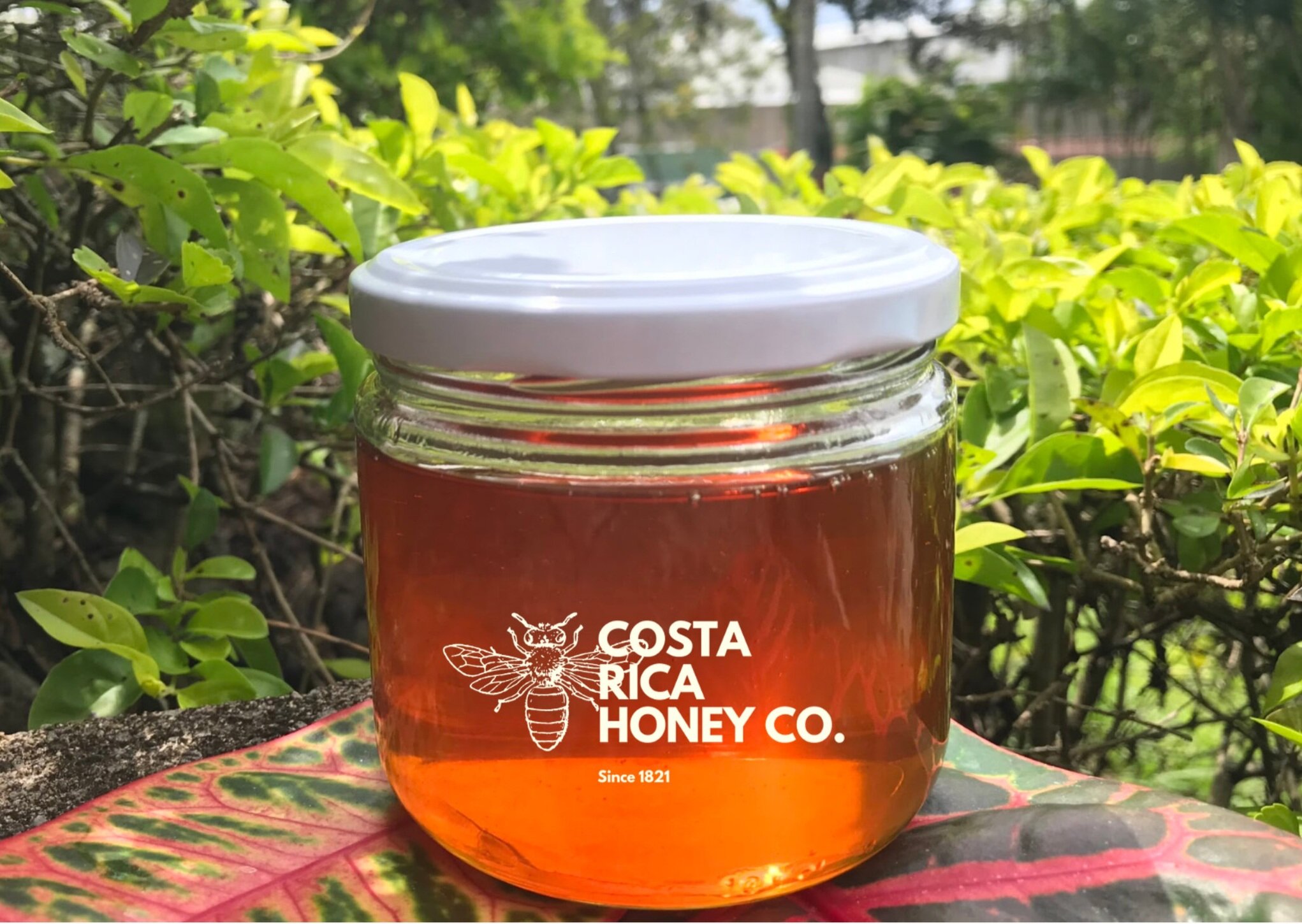 Cómo distinguir la miel buena de la miel adulterada que no es más que azúcar