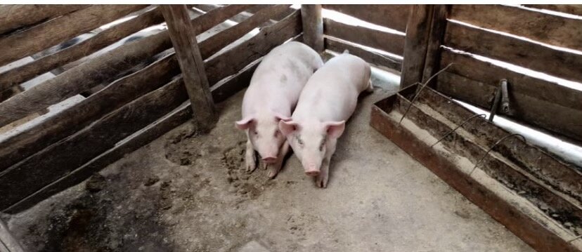 Some of our new resident piglets!