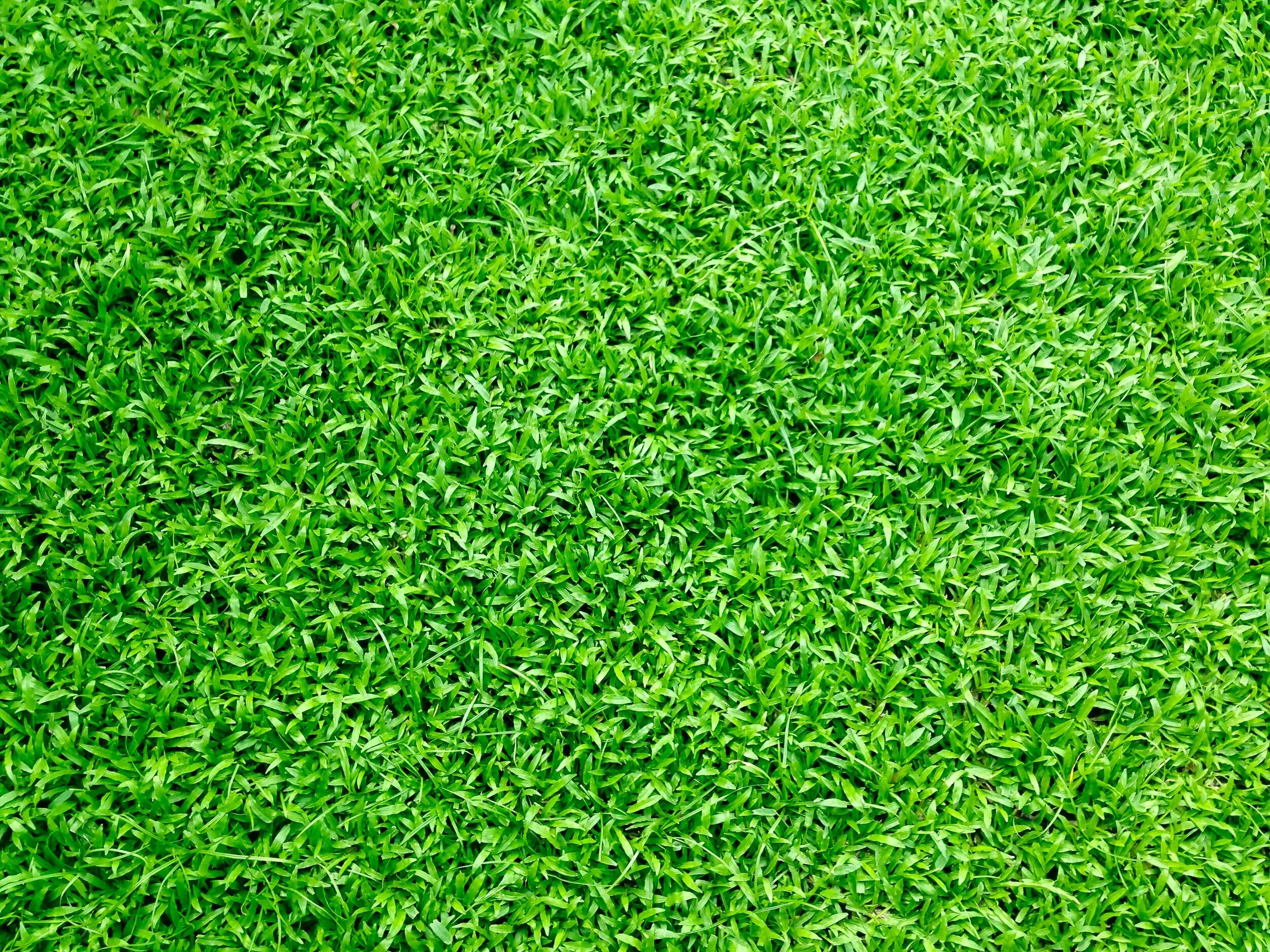 Tips for the perfect lawn