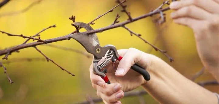 Pruning