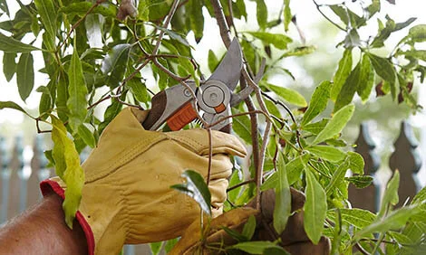 How to prune your trees