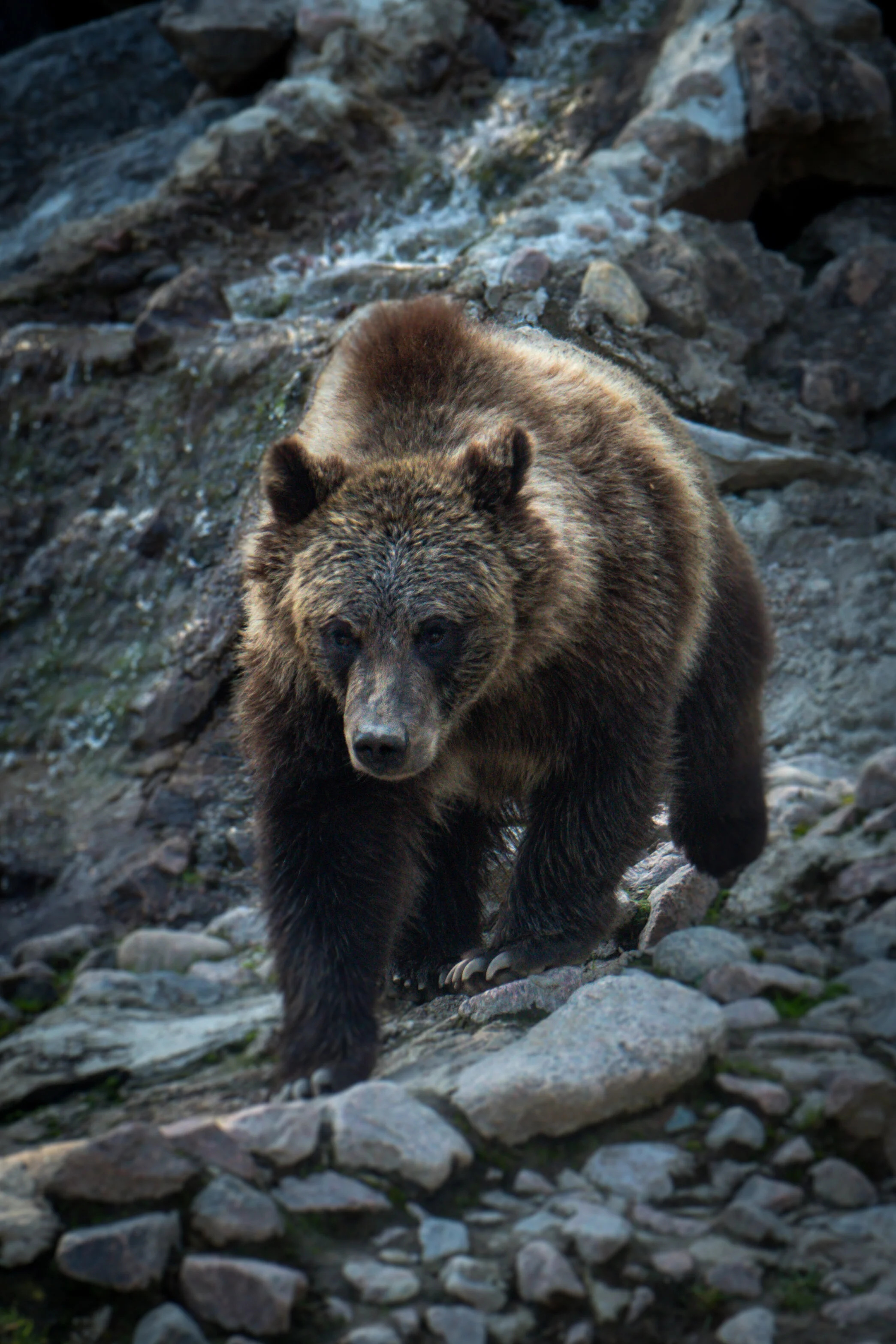 Grizzly bear at St-Félicien zoo