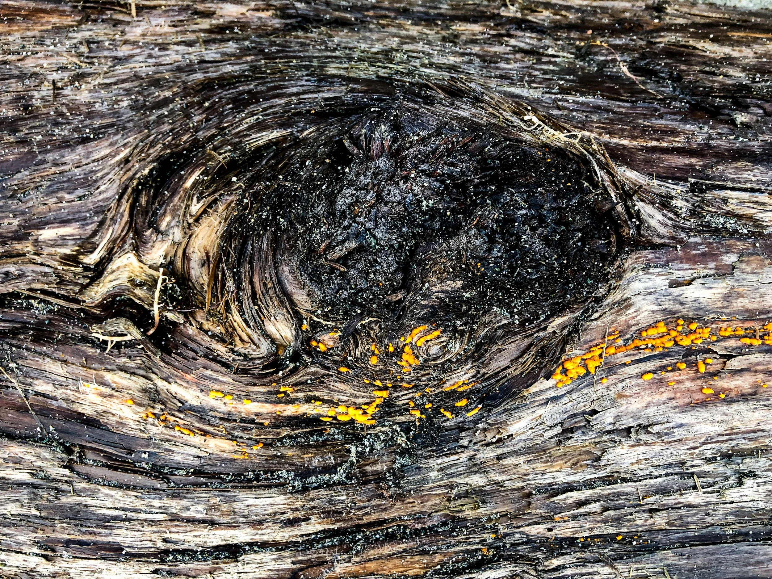 202012-Vancouver Island-iphone-71.jpg