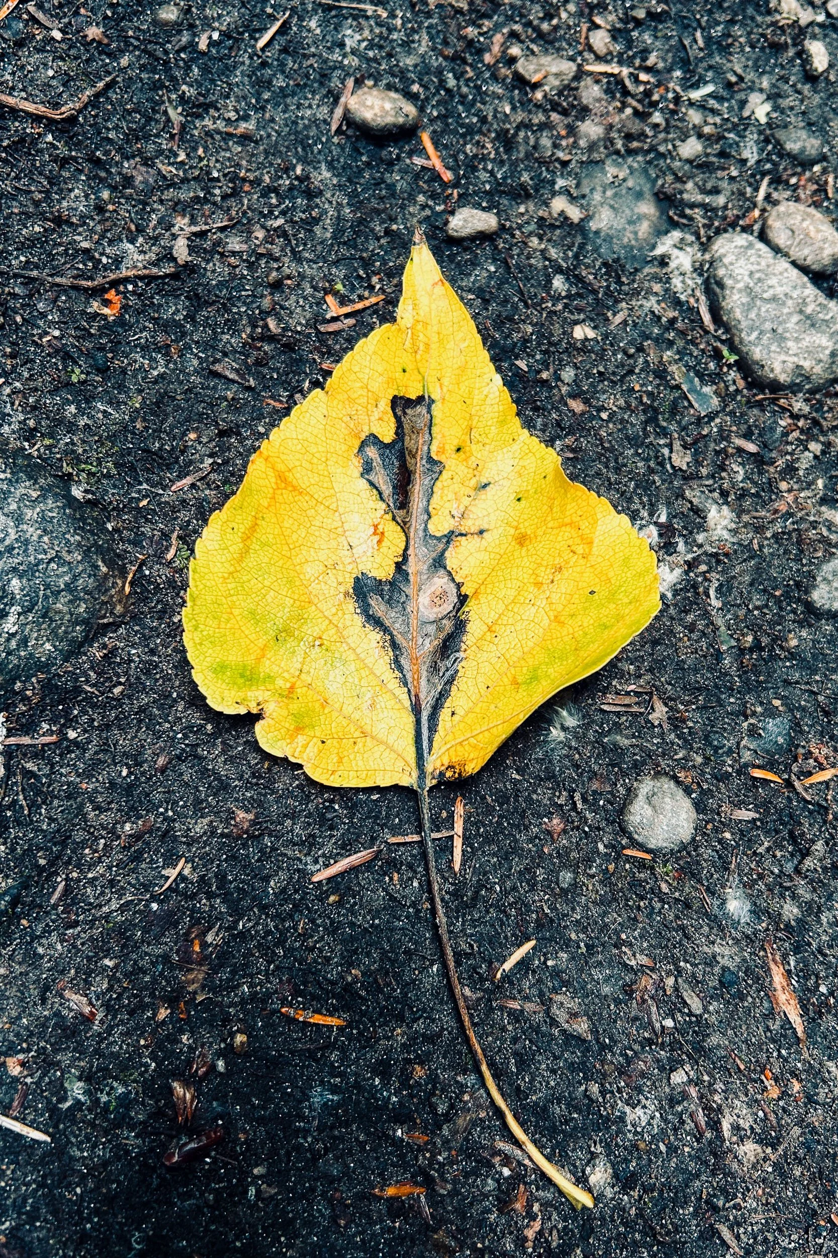 IMG_2629.jpg