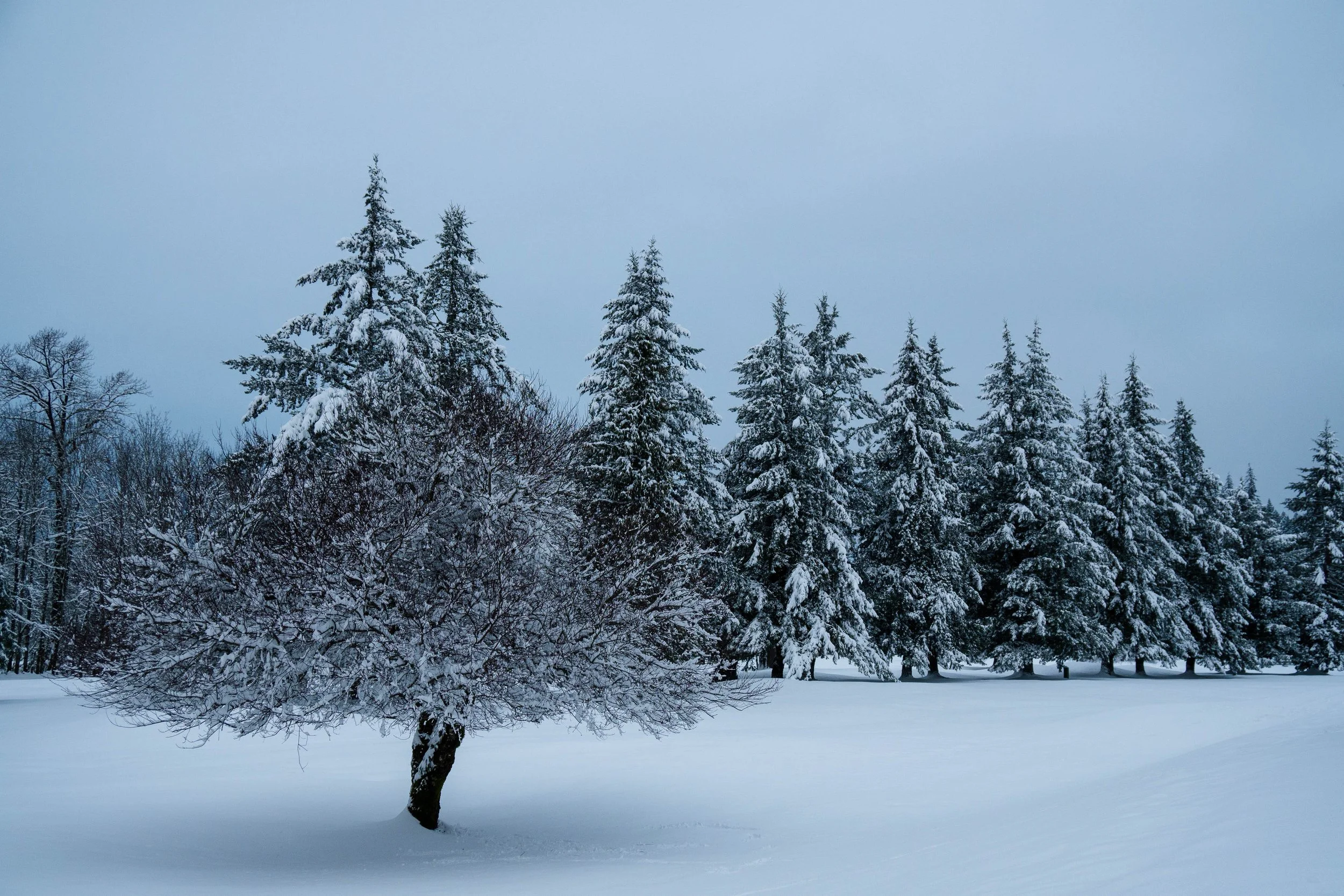 Beautiful powdered snow on trees in Canada