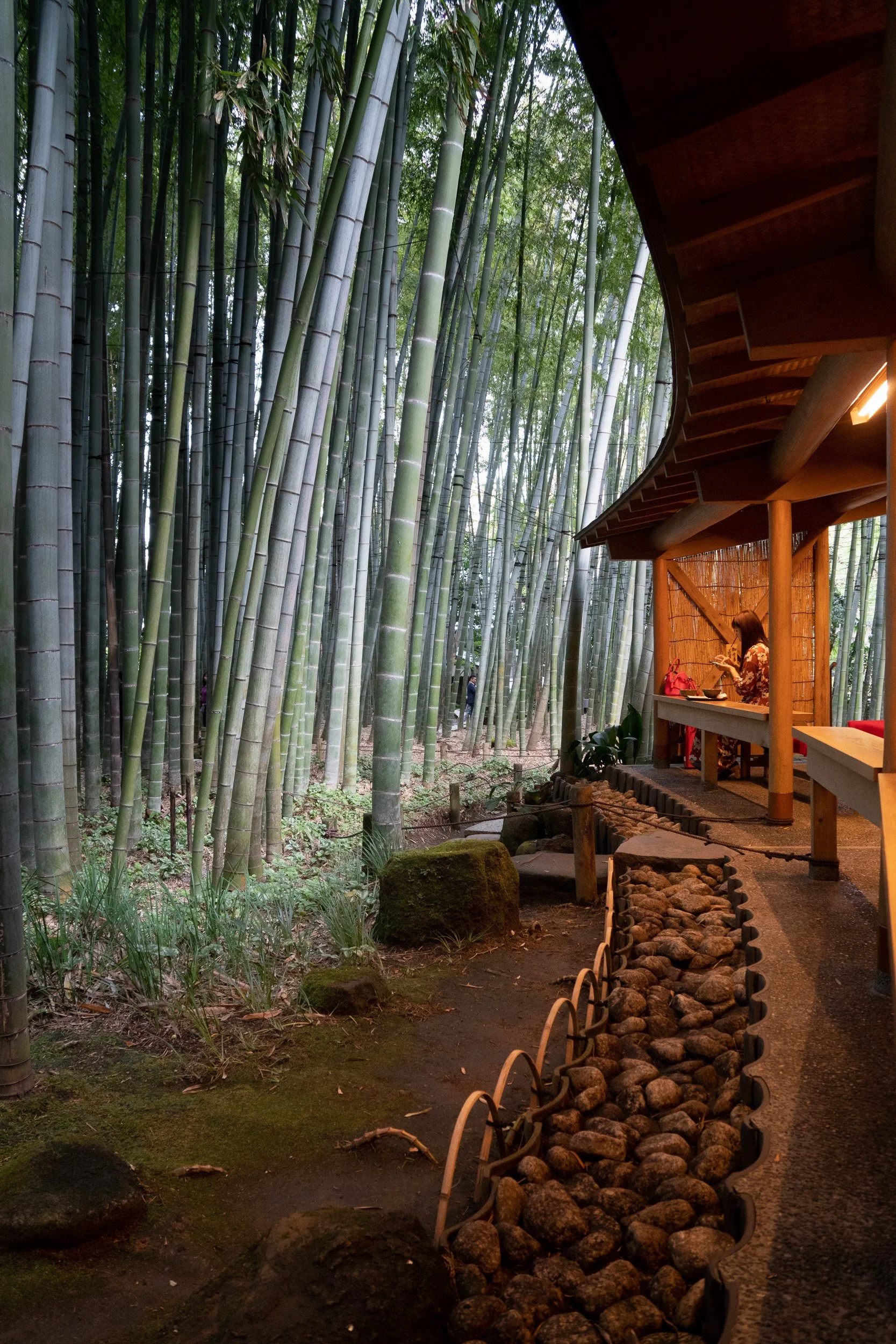 Drinking matcha in bamboo forest, Japan
