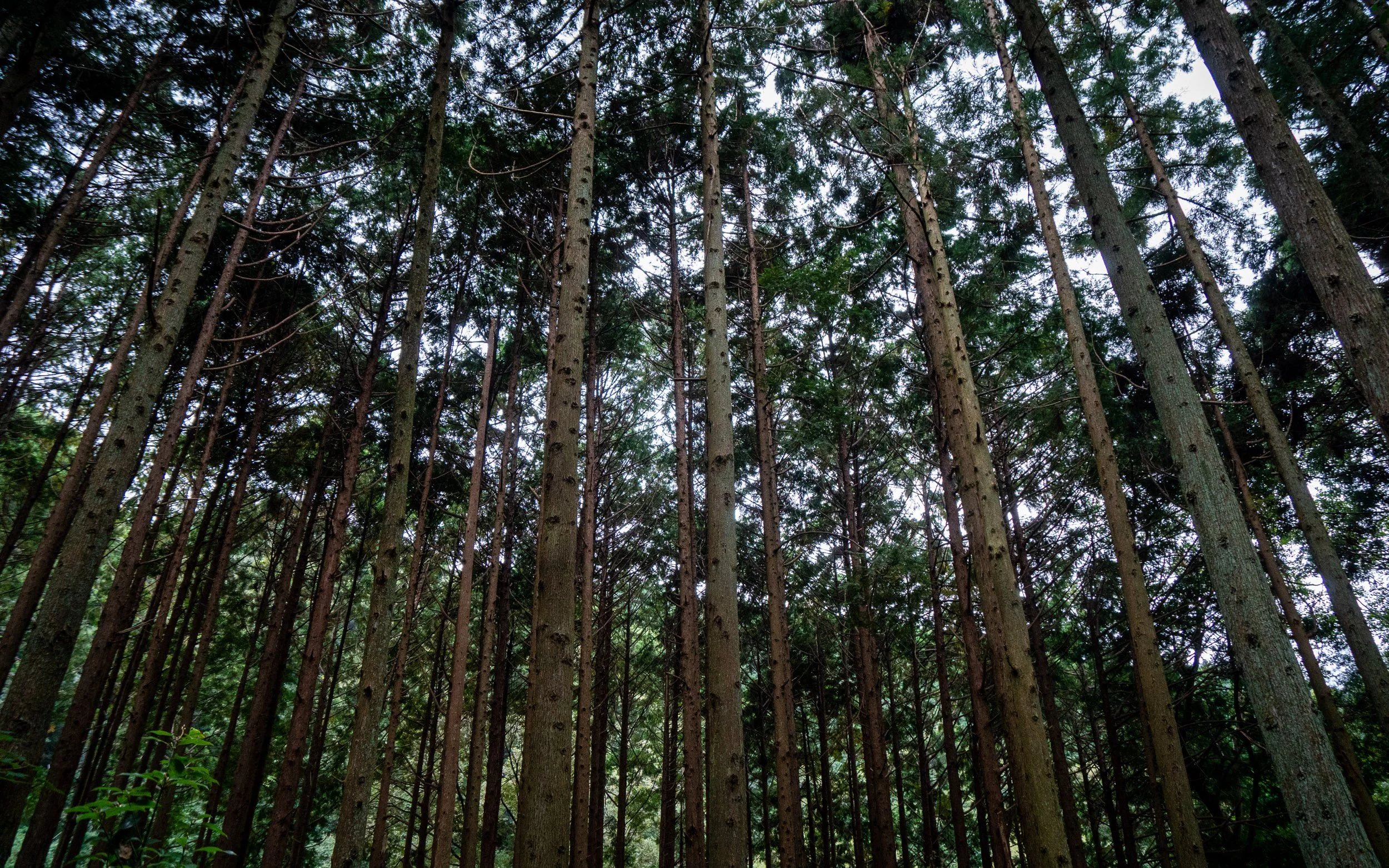 forest with tall trees in Shizuoka, Japan