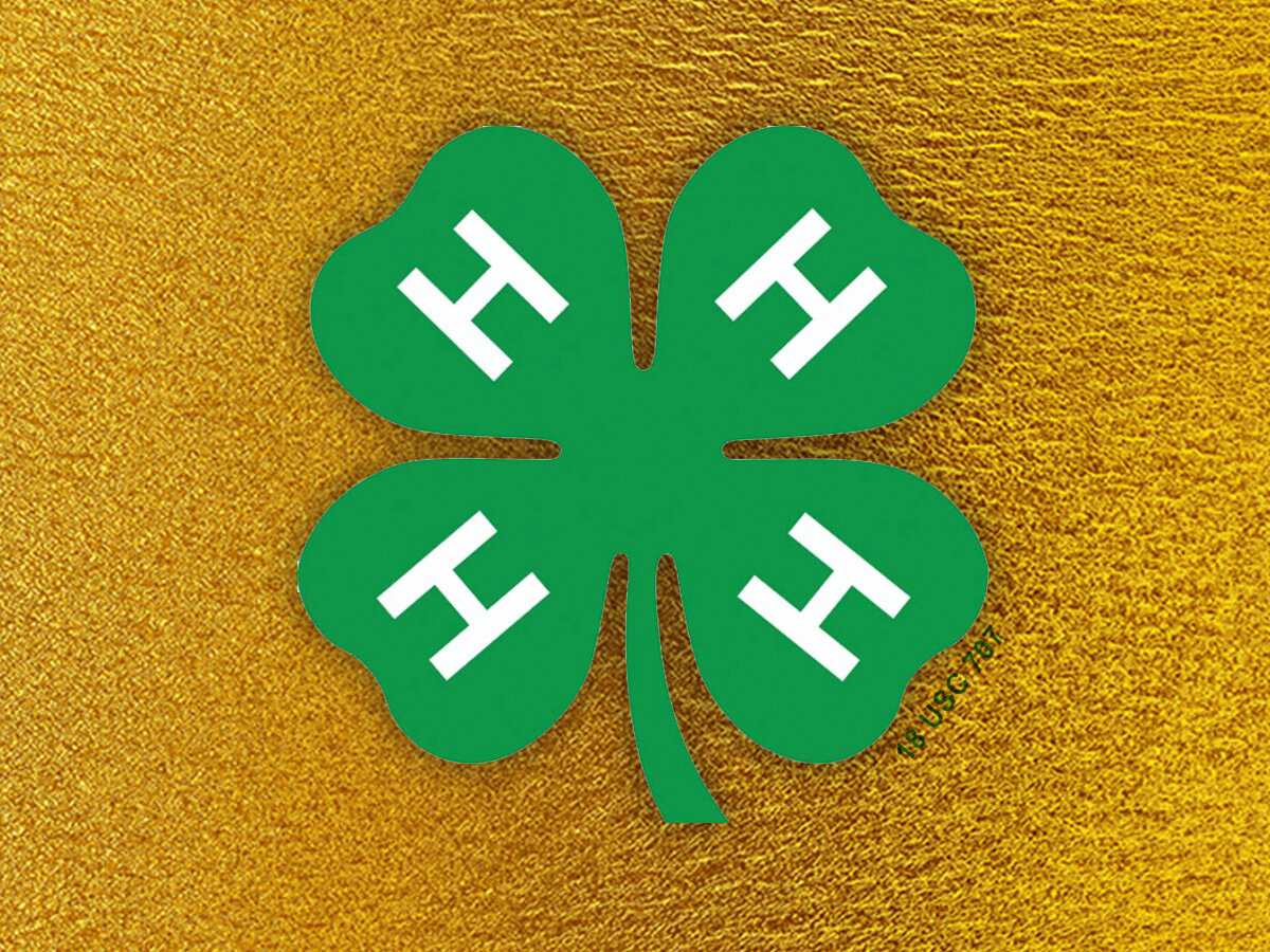4-H Showman of Showmen
