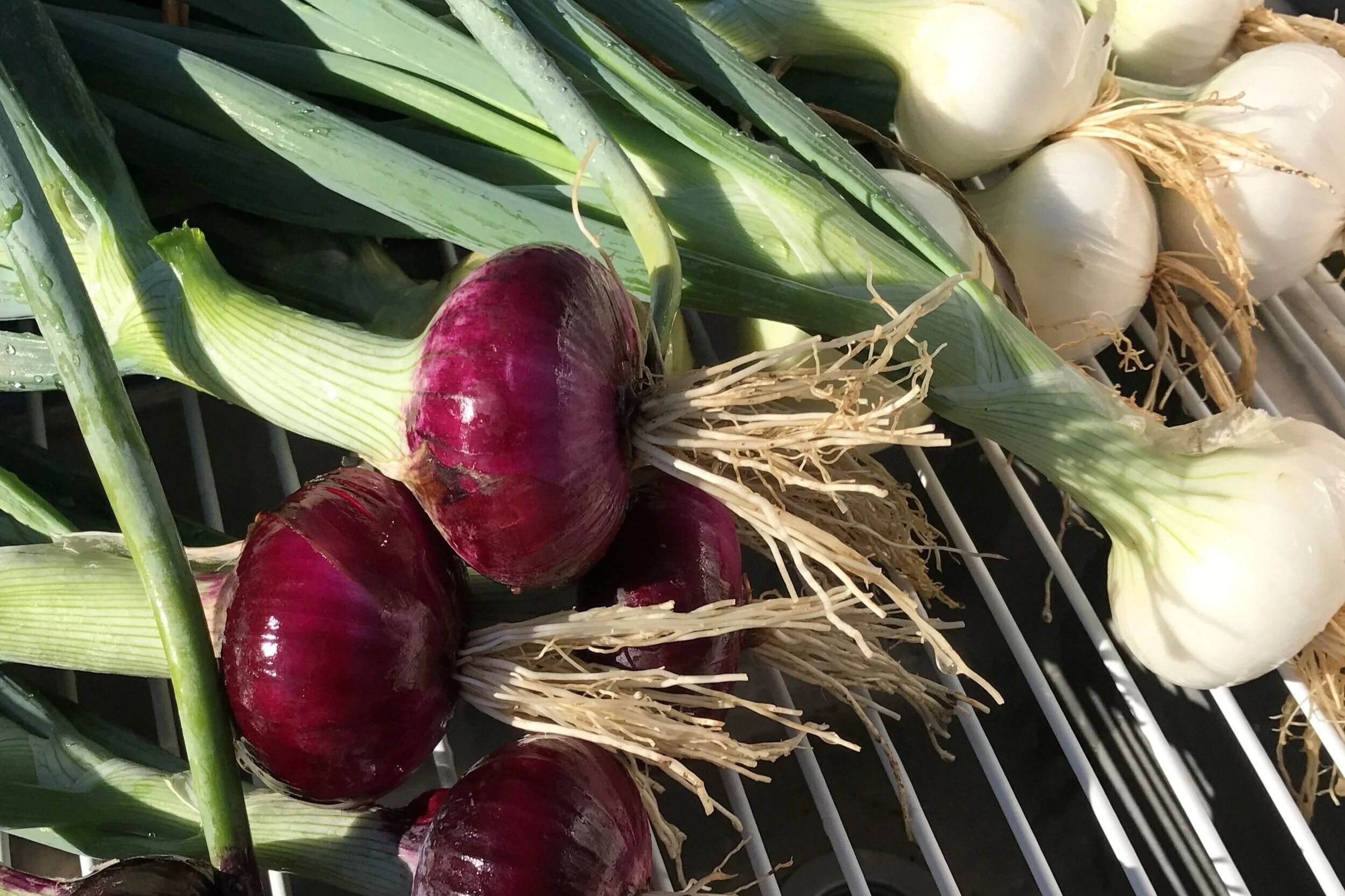 Partnerships — Lotspeich Family Farm