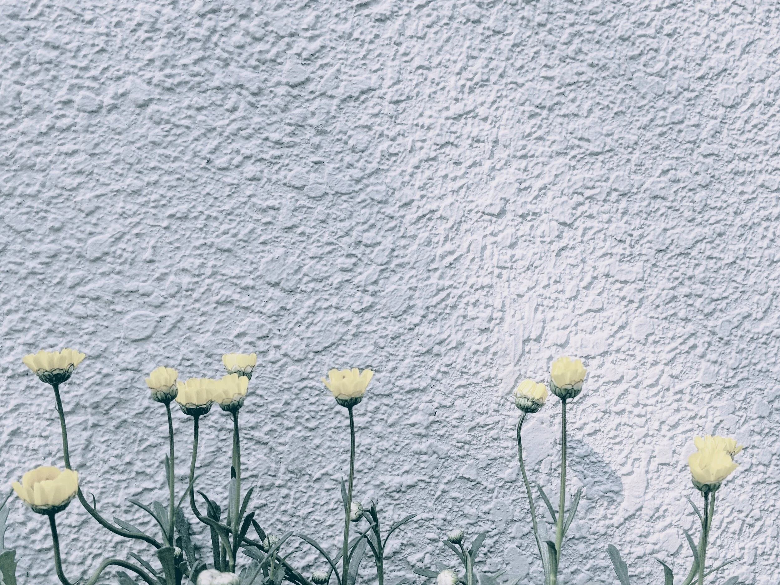 花はいいなぁ
