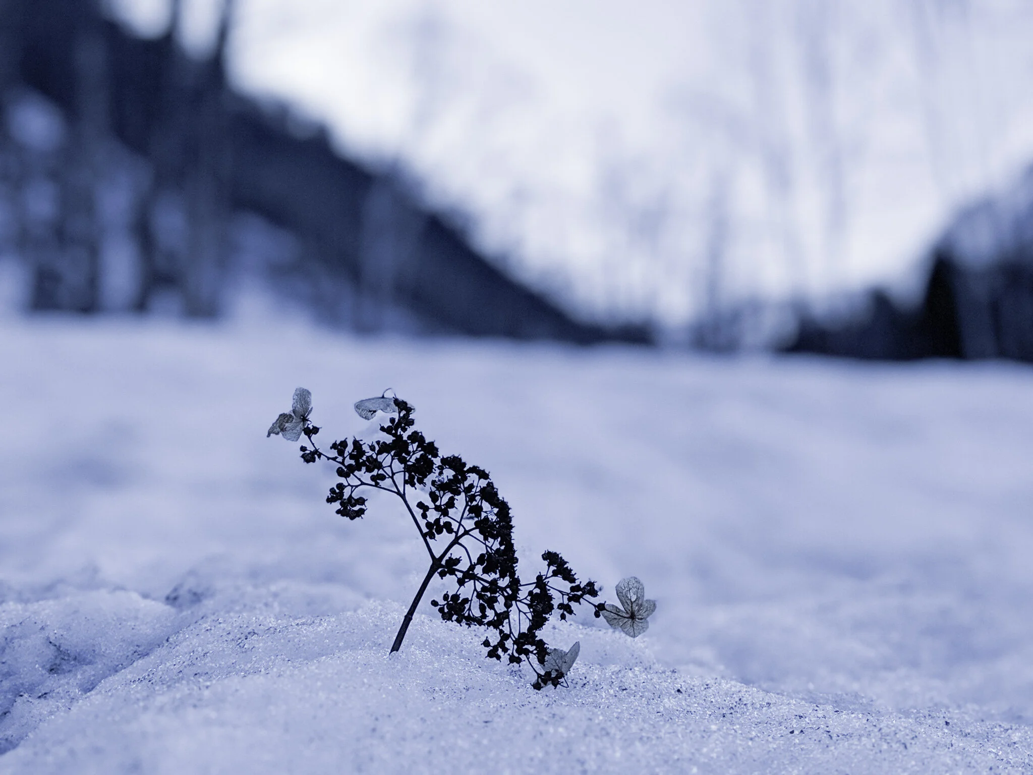 Dried Plants in Snow