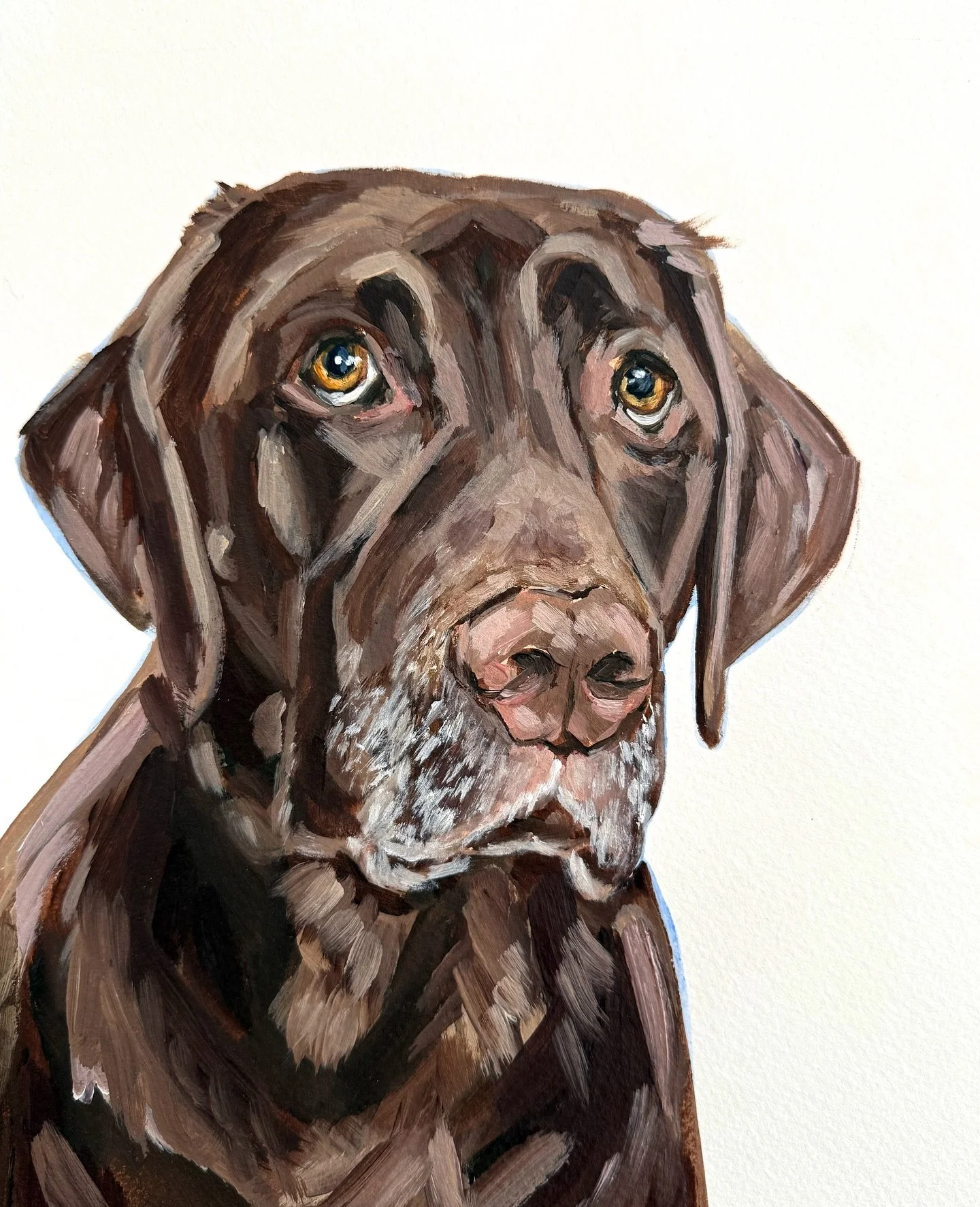 Sneaky 🩷  8x10 on paper

#perfectgift #doglovergift #thoseeyesthough #chocolatelabsquad #lablovers #dogsofcolorado #dogsanddecor