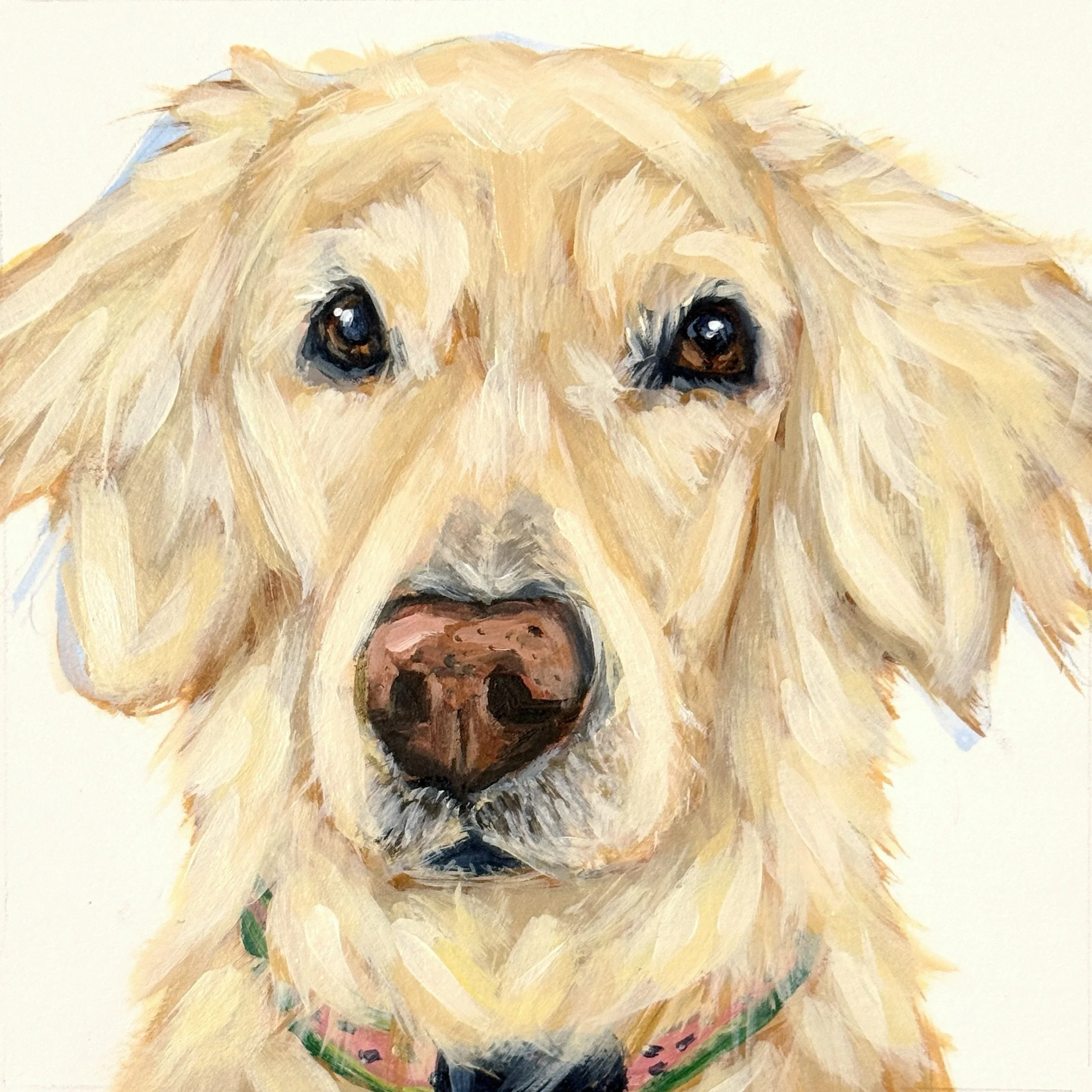 Sweet Mae 🍉  her mom told me that she&rsquo;s known as the watermelon dog bc of her signature collar 🥰🍉

#goldensofig #goldenlovers #blondiegirl #petportraitsofinstagram #dogmoms
