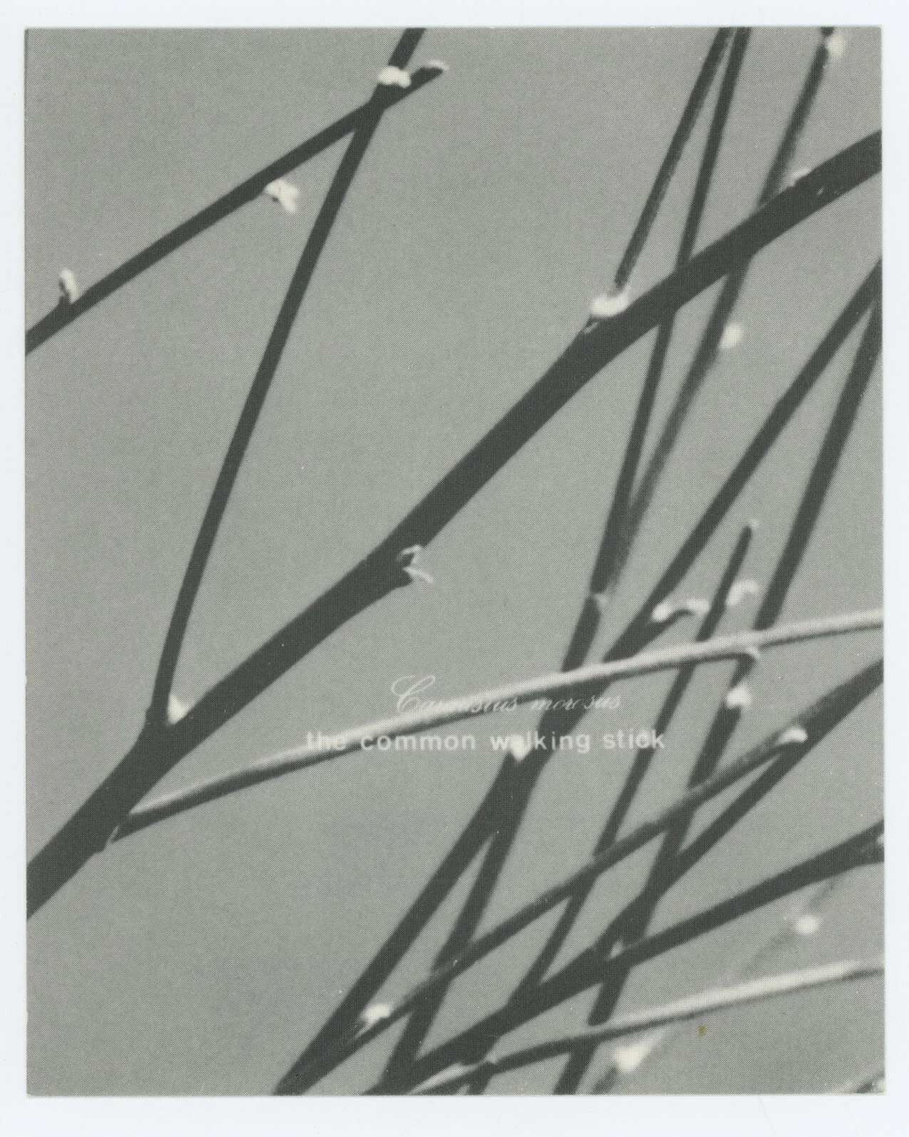Exhibitions 20 March – 18 April 1987