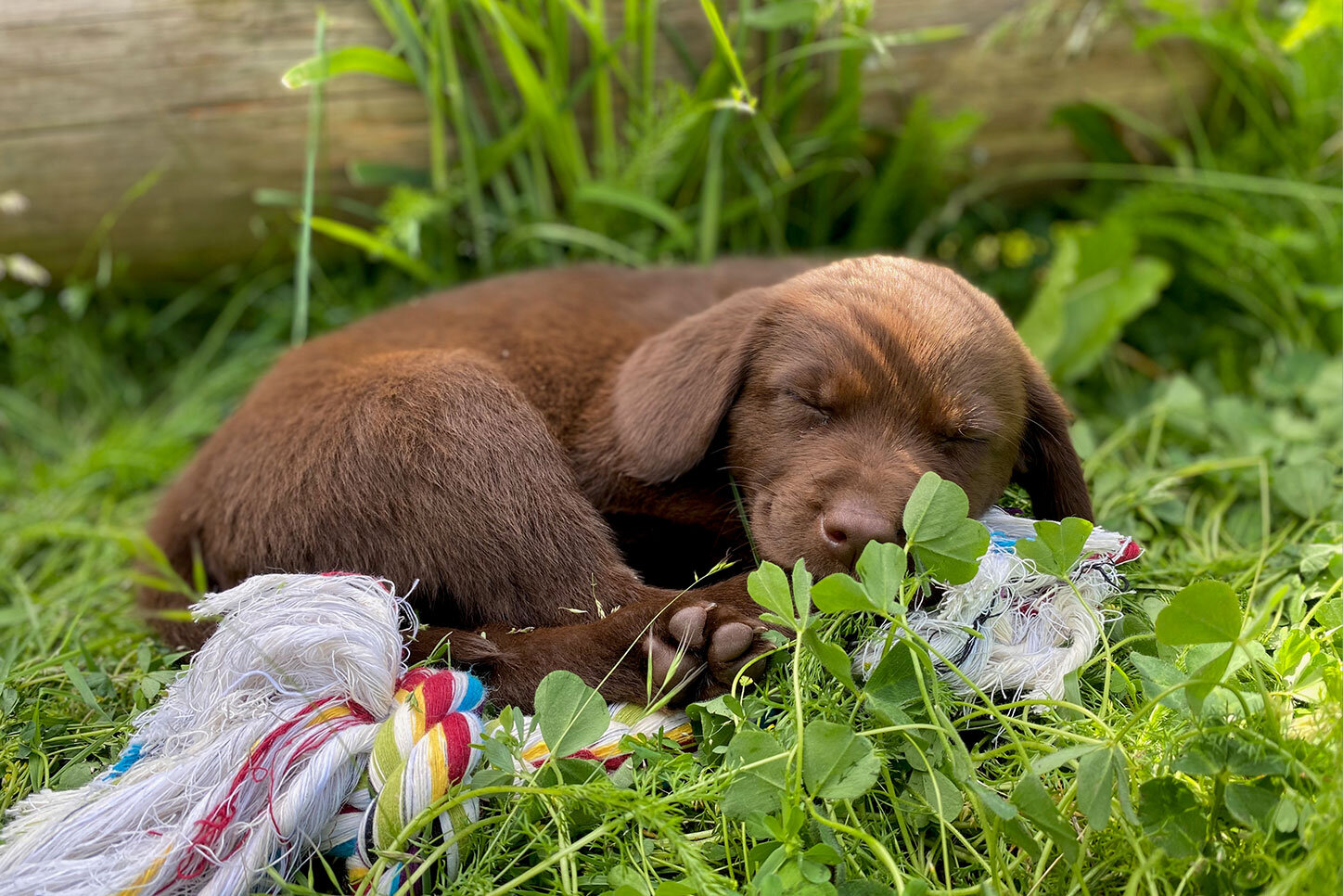 Biscuit-03.jpg