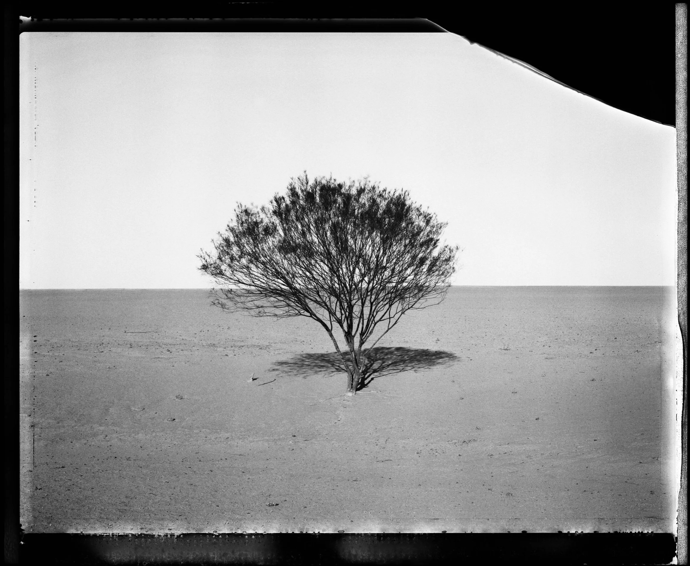 アート・デザイン・音楽 No Place On Earth Patrick Brown Artist - Patrick Brown - Nucleus | Art Gallery and Store