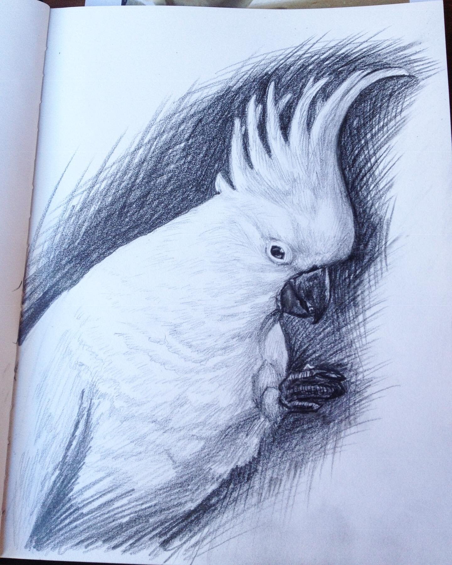 Sketch from 2014&ndash;proof this Bush-Wah-Zee series was a long time coming 😂👌🏻. This particular guy was very special- he used to visit our balcony daily and was impressively friendly/gentle for a wild bird.  We nicknamed him Tooey (52 was his ta