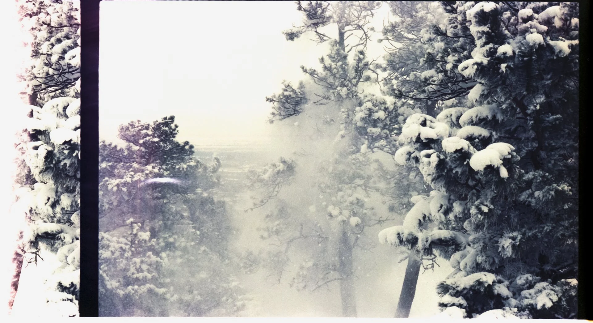 SnowyPine-1.jpg