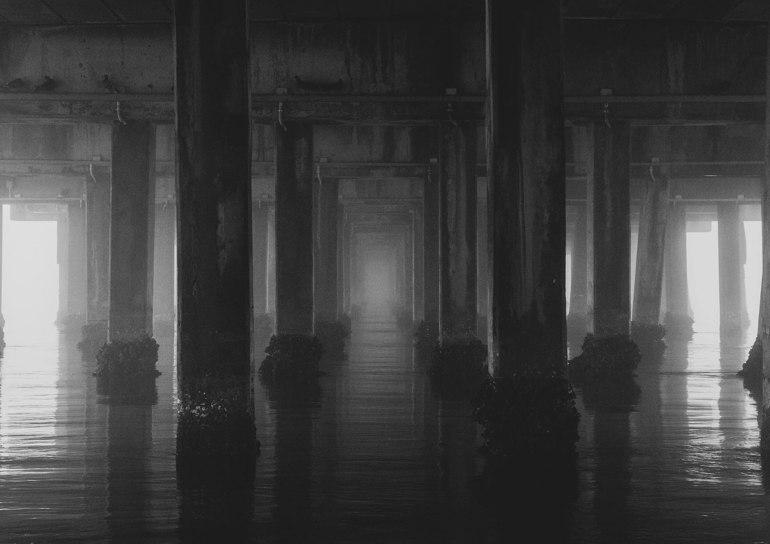 fog2.jpg