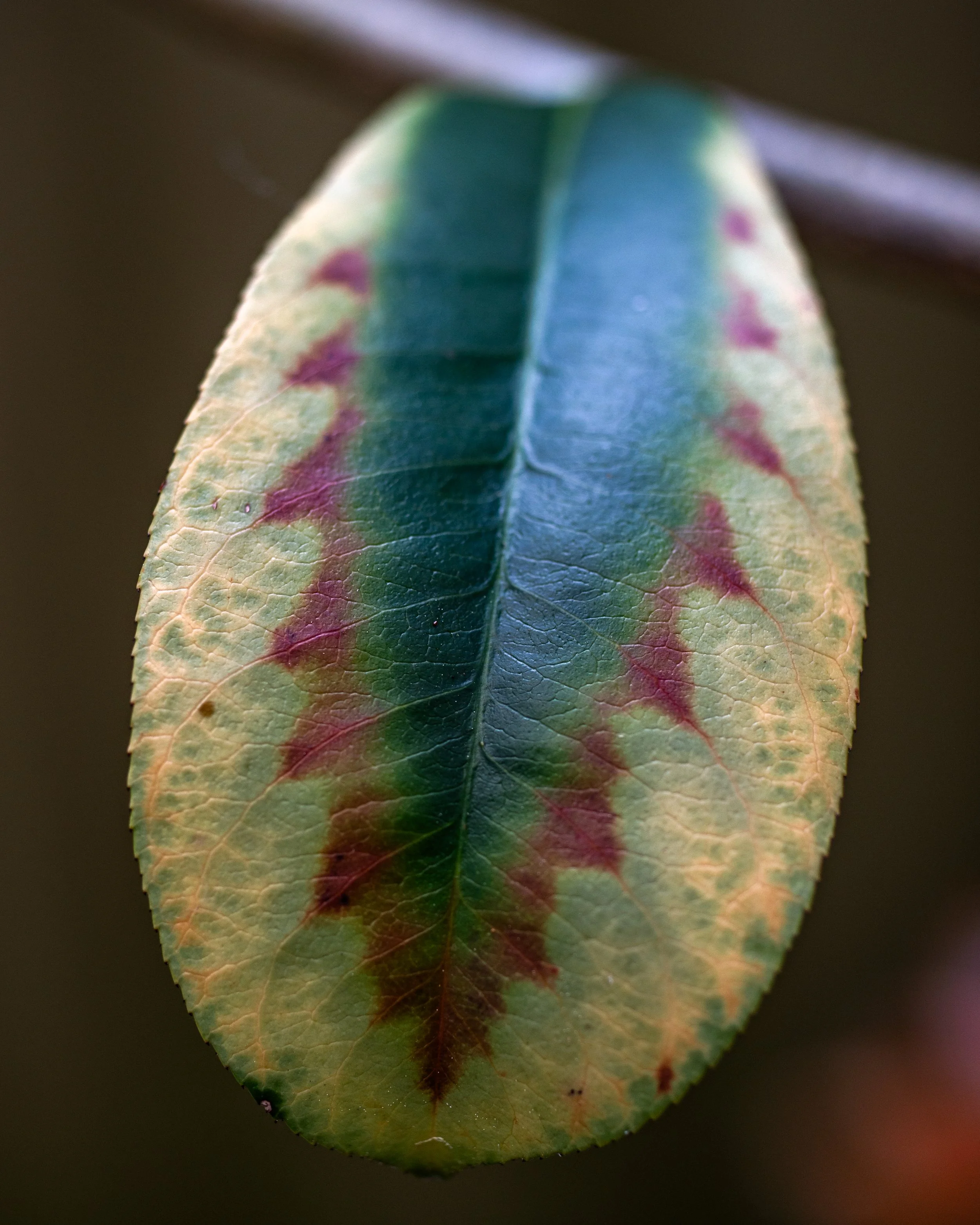 Beautiful colours of a leaf taken with a Nikon Df.