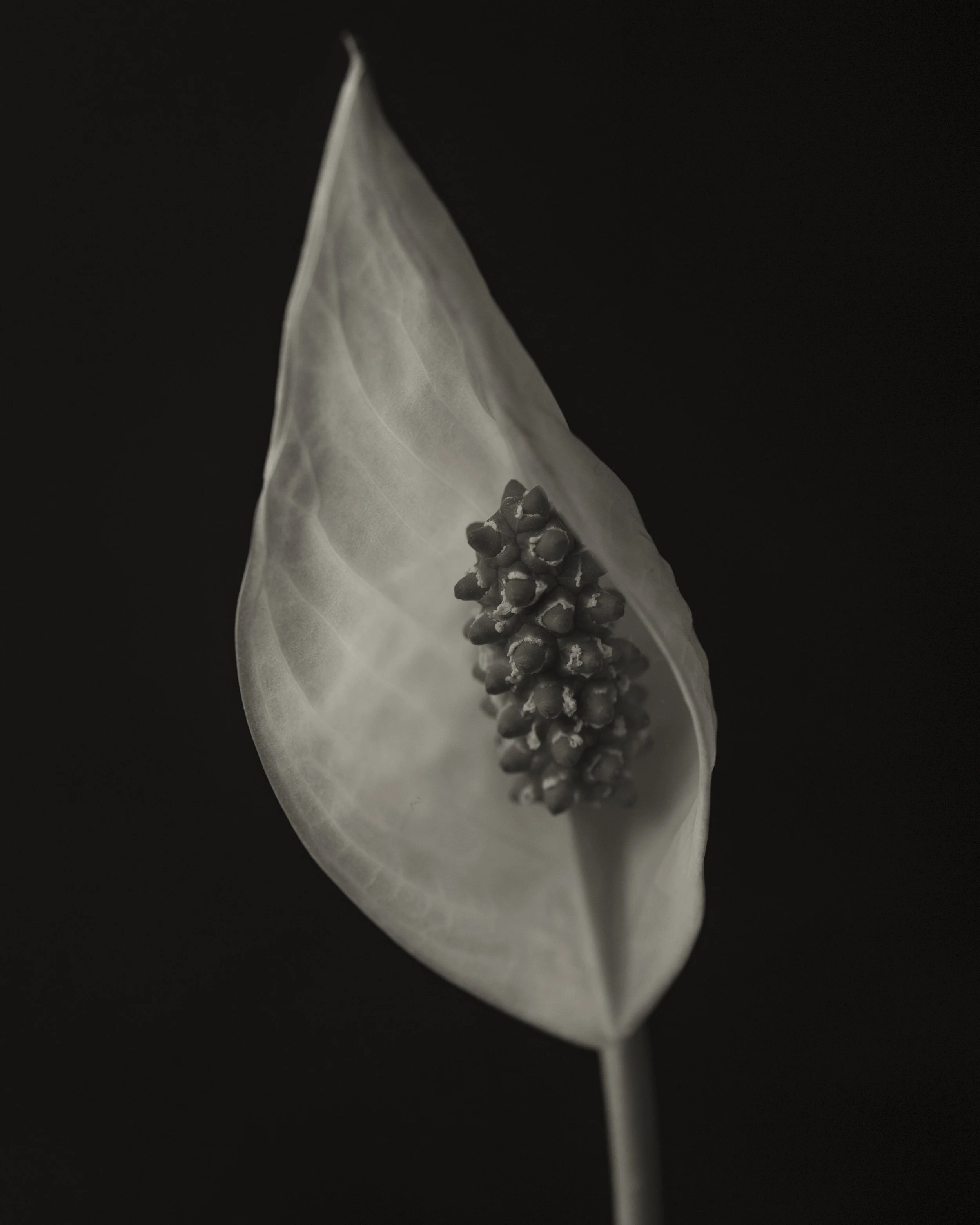 Peace lily close up macro photography taken with Nikon Df and Nikkor 55mm f/2.8 micro lens