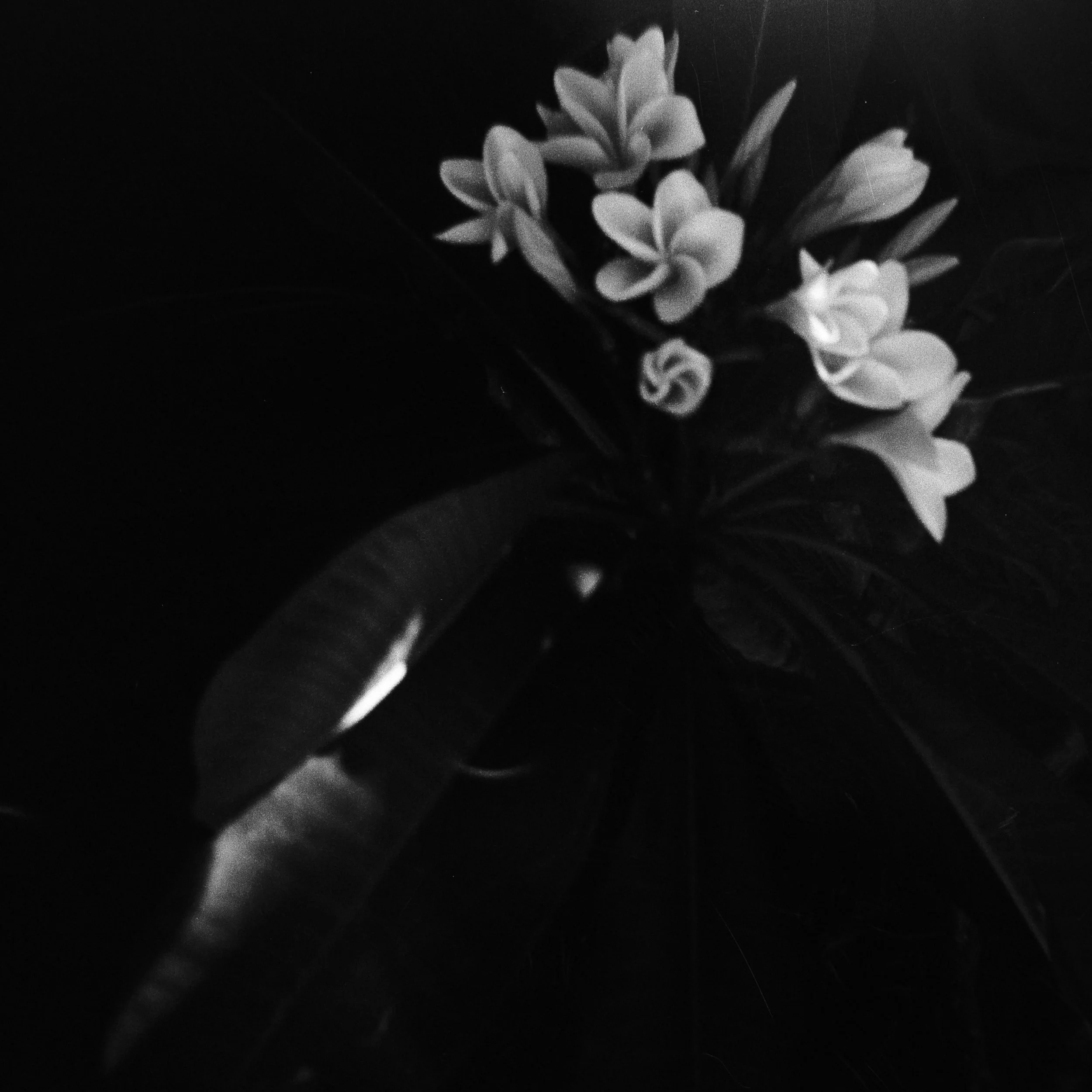 Frangipani Abstract_DianaF.jpg