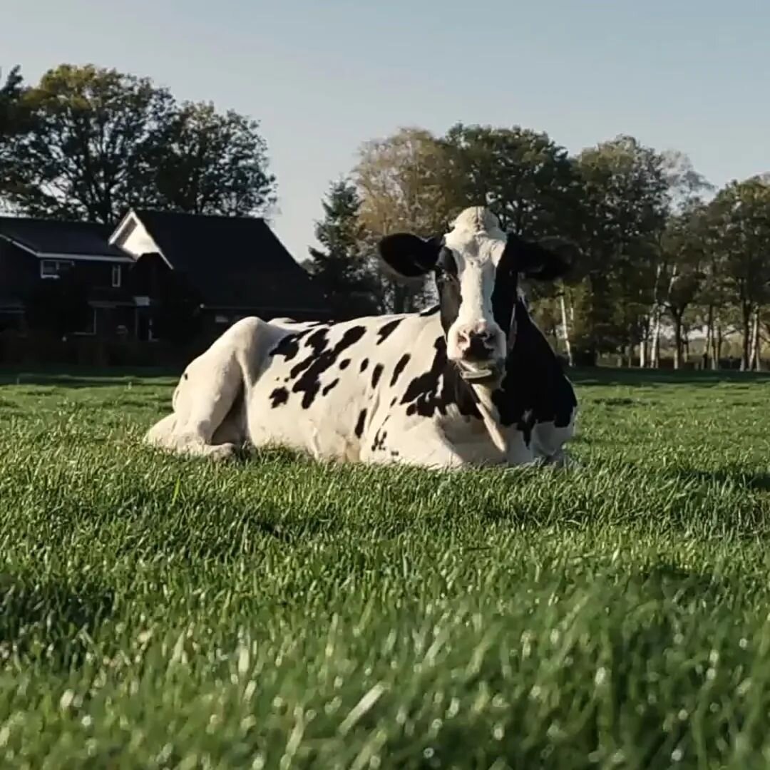 🚨🐮Boe! :) Vandaag zetten we onze hofleveranciers in het zonnetje! Zonder deze romige melk geen heerlijk ijs! 🍨🍦 🐄🐮💪🌧️☀️ #weerofgeenweer #koeienindewei #dank #ambachtelijkschepijs