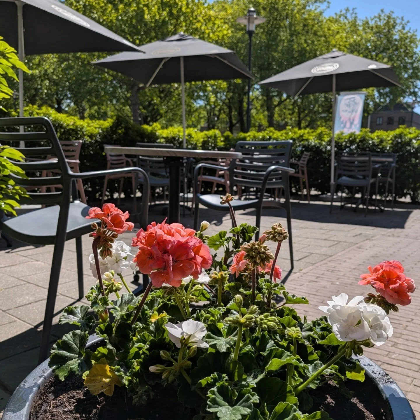 Yes daar is de ☀️ op het mgr. Nolensplein :)

Kom voor een heerlijk ambachtelijk ijsje langs bij @ijs.van.riet op het zonnige terras of lekker koel binnen :).

Ook leuk en lekker --> een koffietje bij @omadienbreda
Ook open vrijdag nu❤️

☀️🇮🇹🍦?