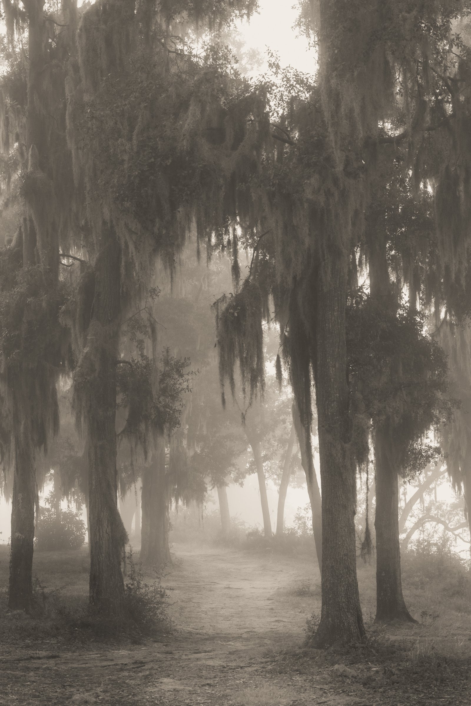 Port Royal Fog, No. 7