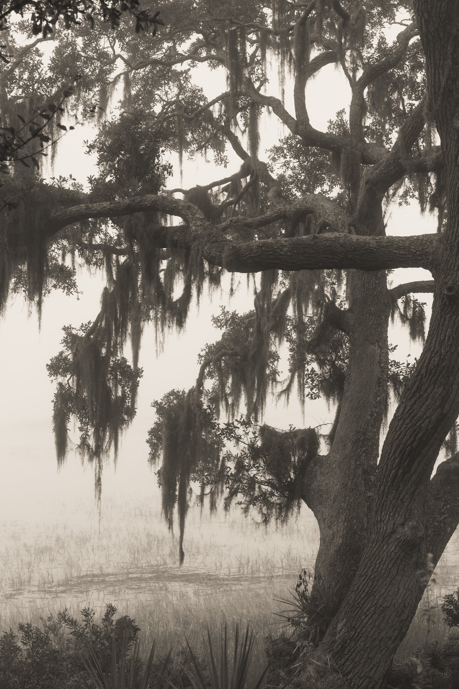 Port Royal Fog, No. 6