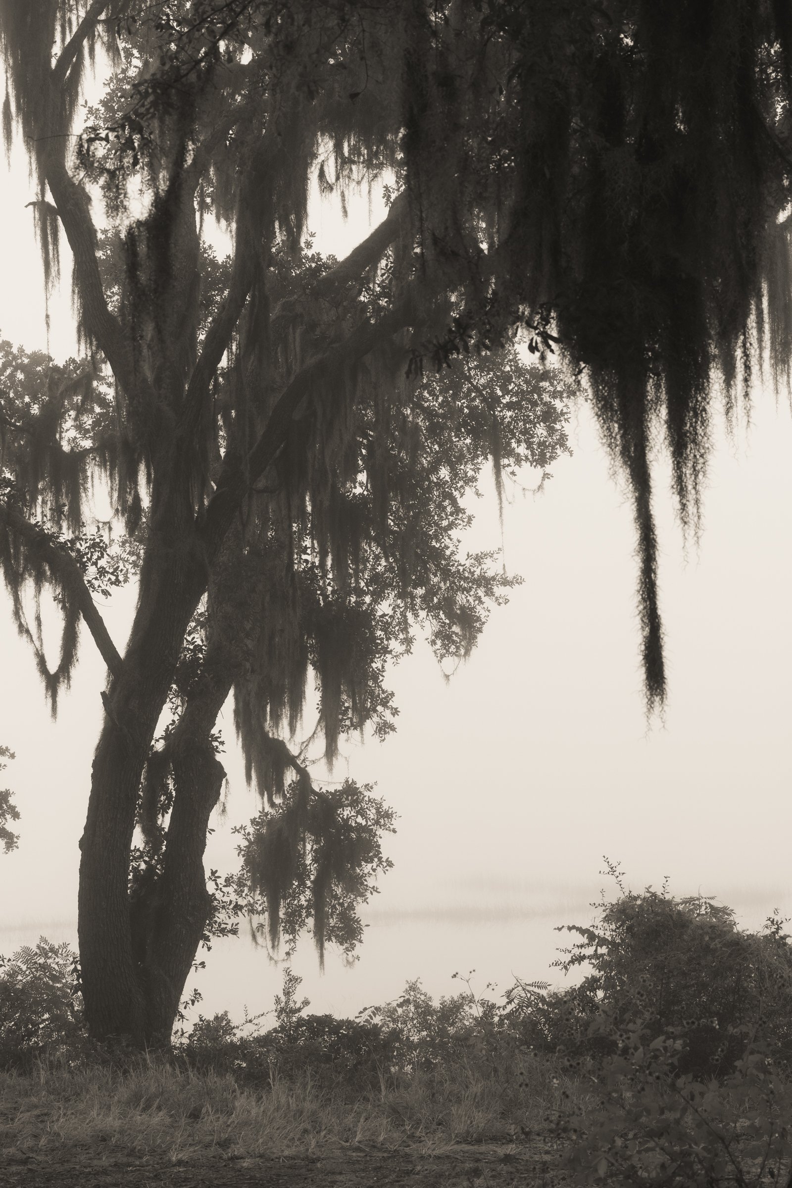 Port Royal Fog, No. 5